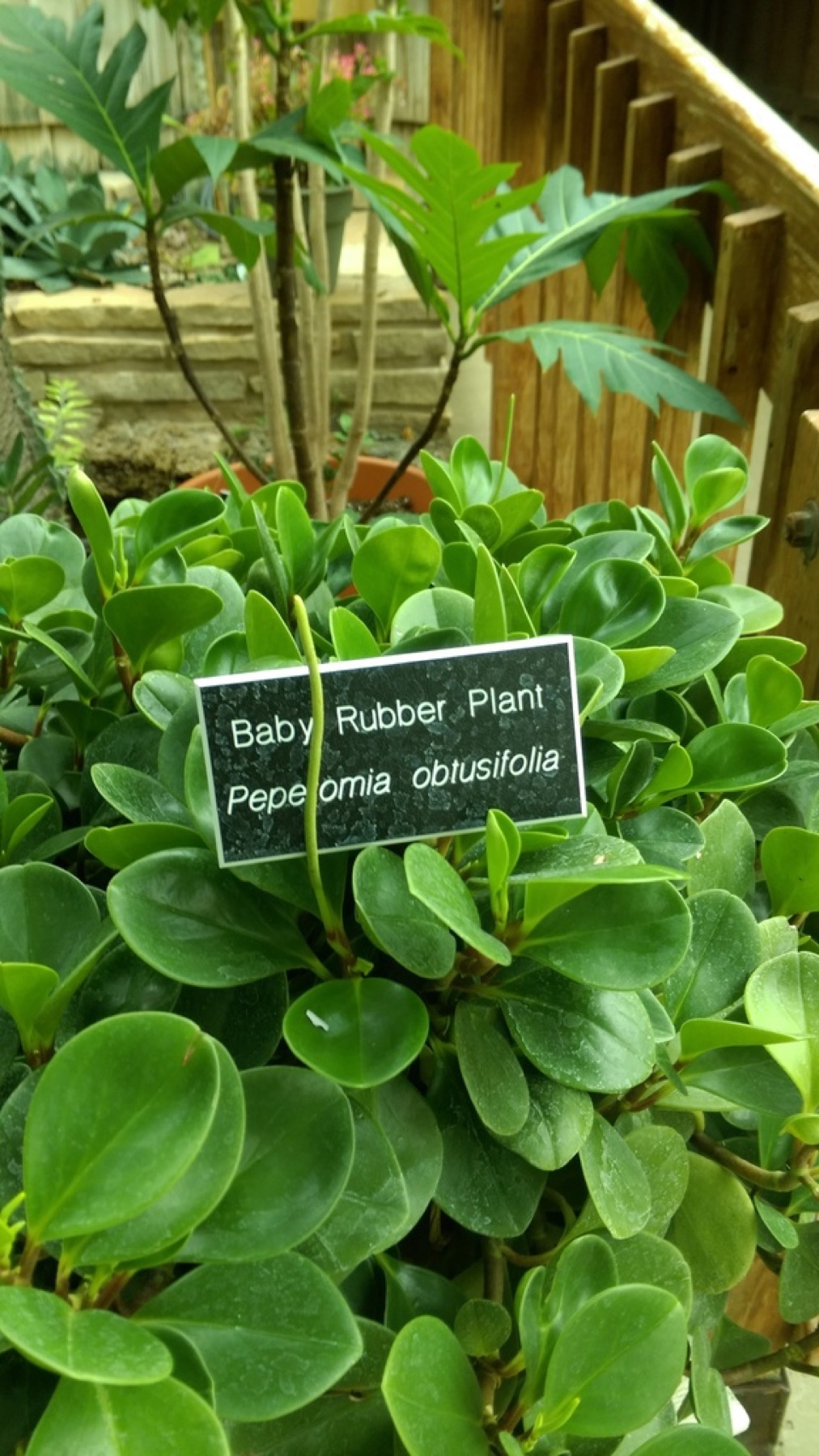 Baby Rubber Plant — photo 4