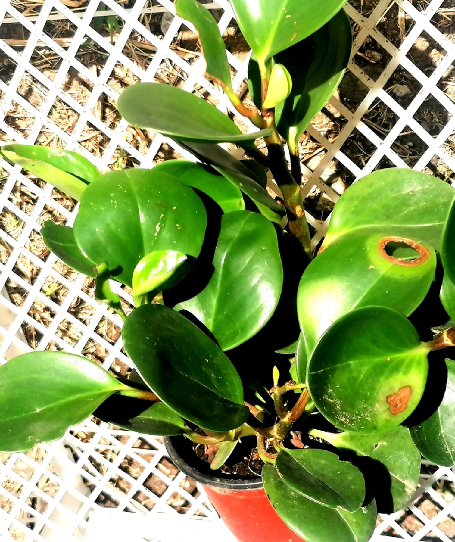 Baby Rubber Plant — photo 5