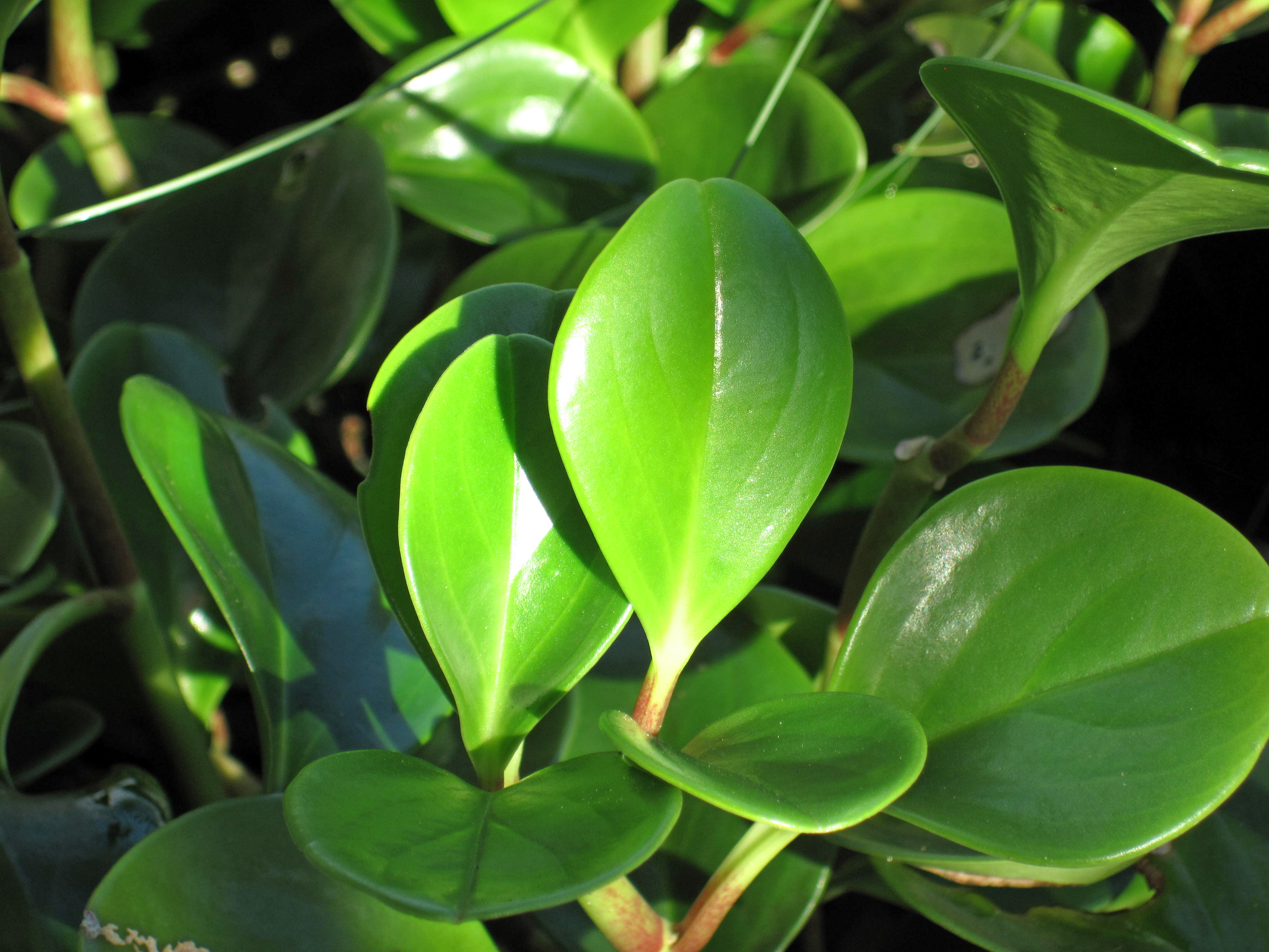 Baby Rubber Plant — photo 20