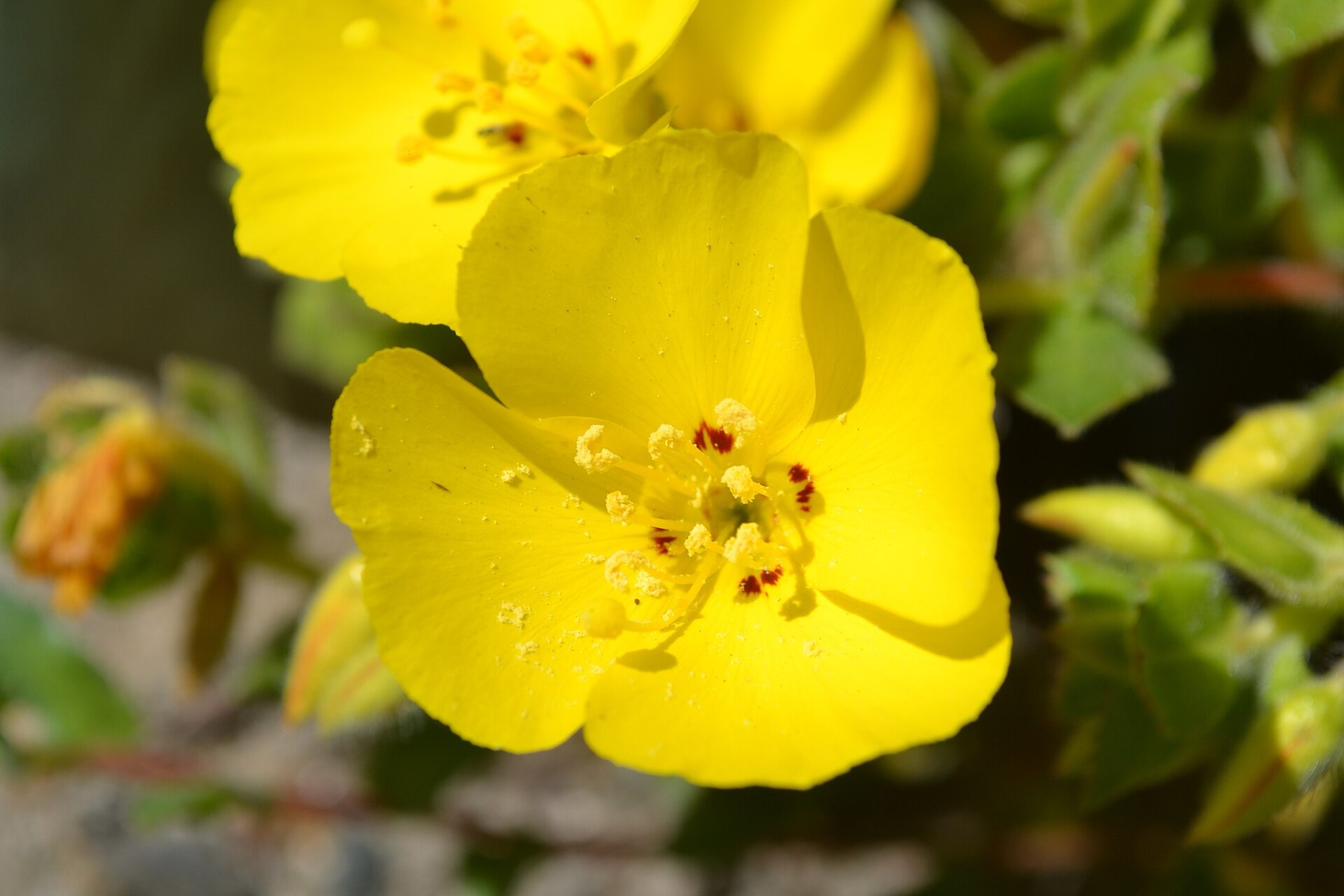 Beach Suncup — photo 6