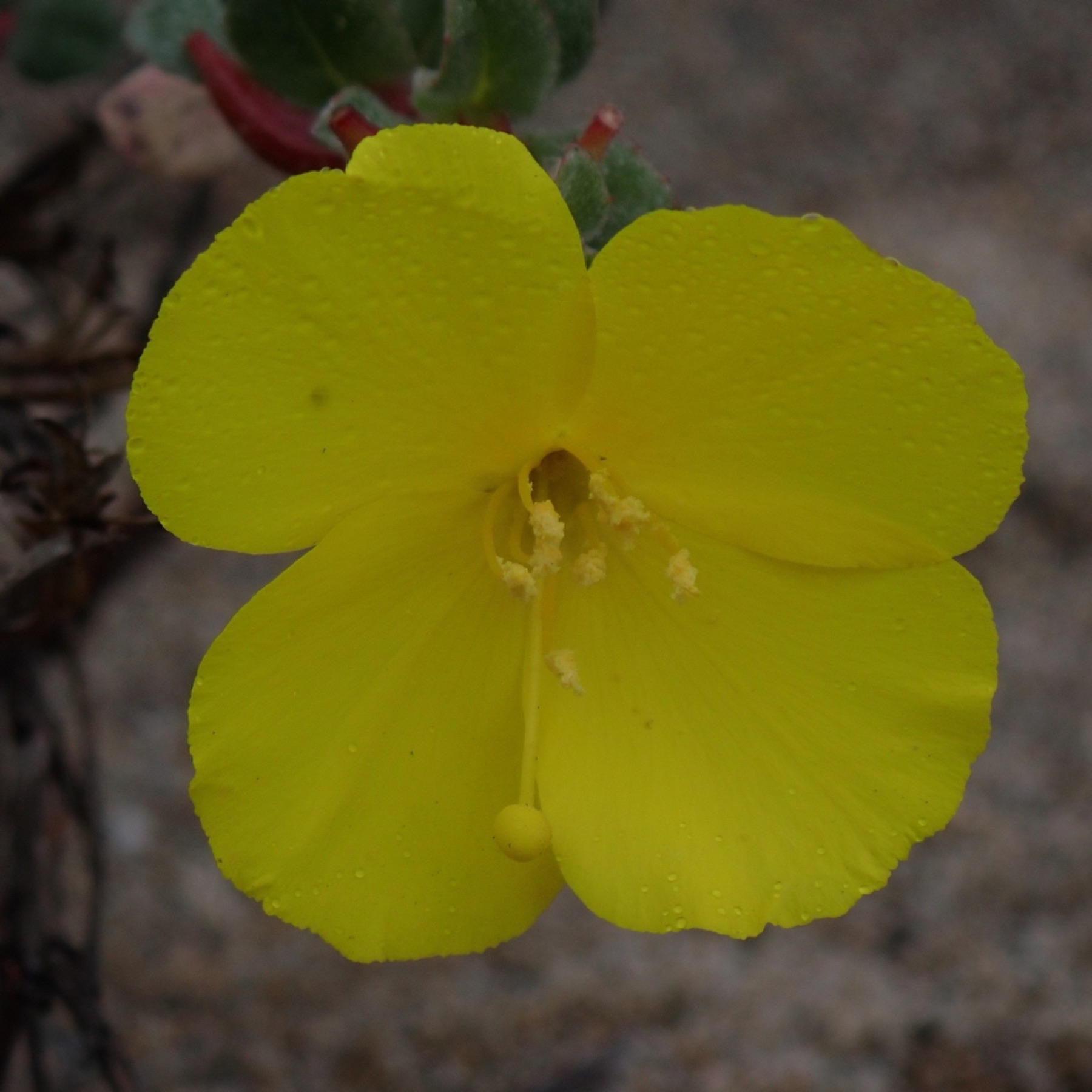 Beach Suncup — photo 8