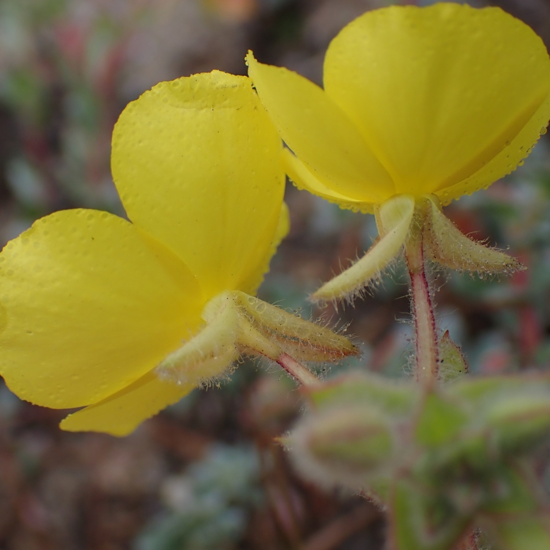 Beach Suncup — photo 9