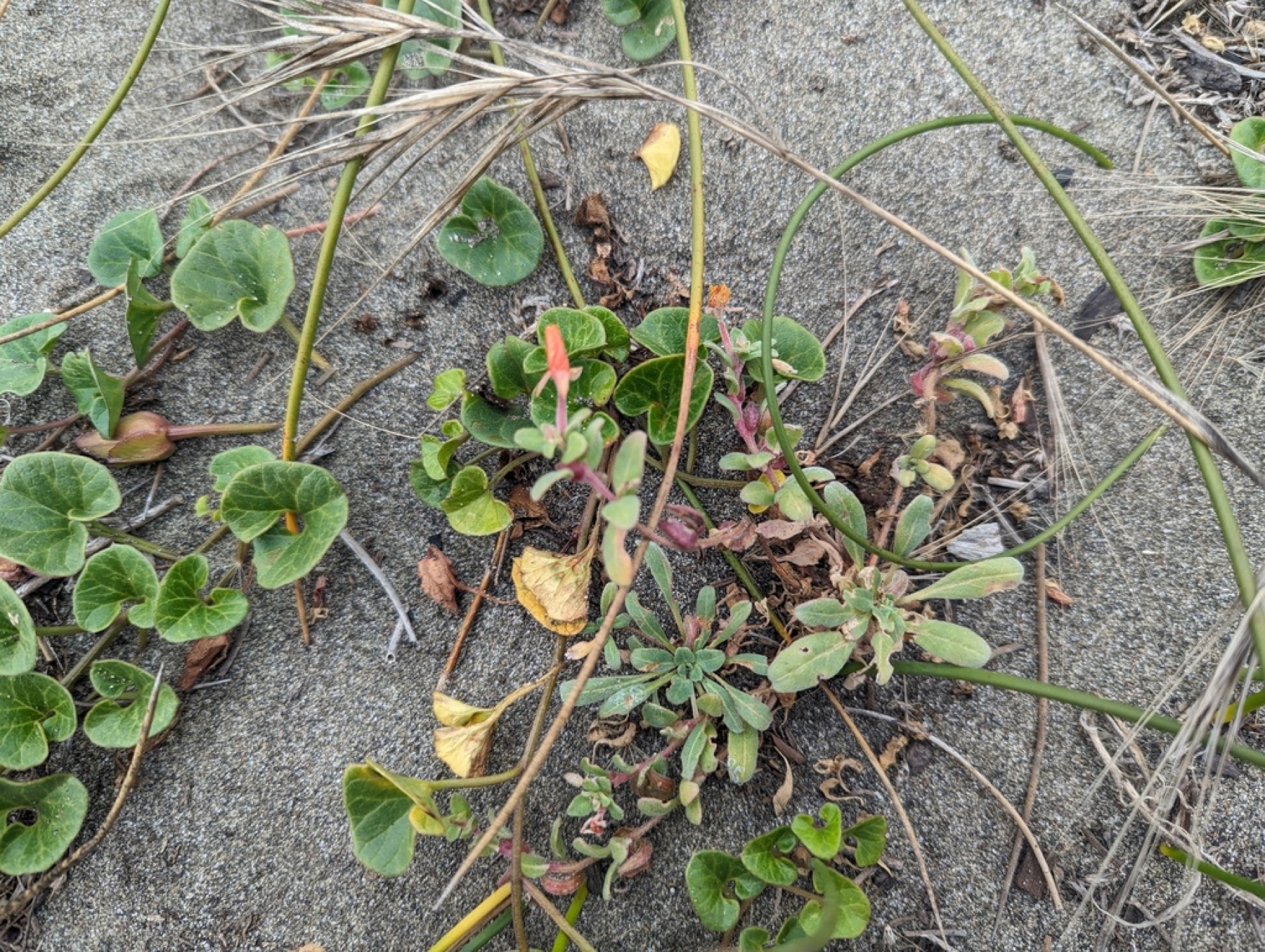 Beach Suncup — photo 10
