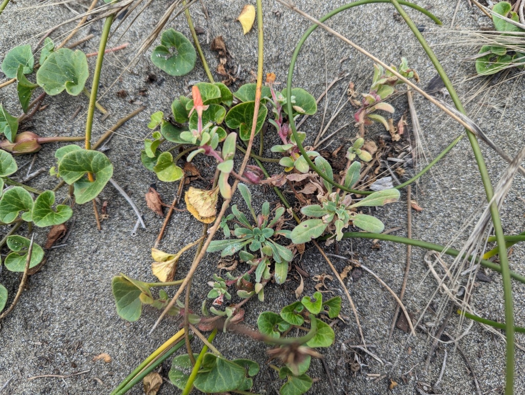 Beach Suncup — photo 11