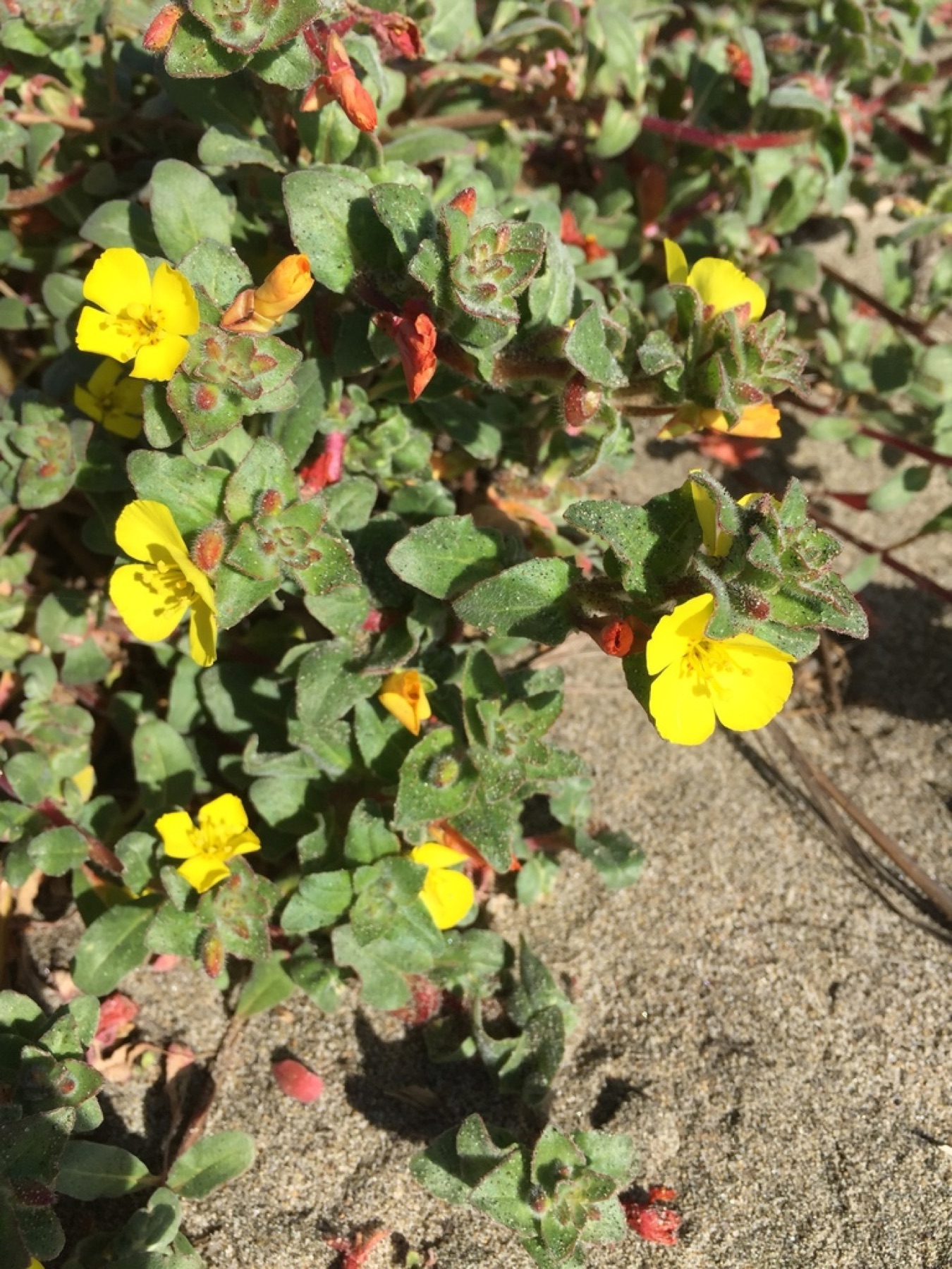 Beach Suncup — photo 12