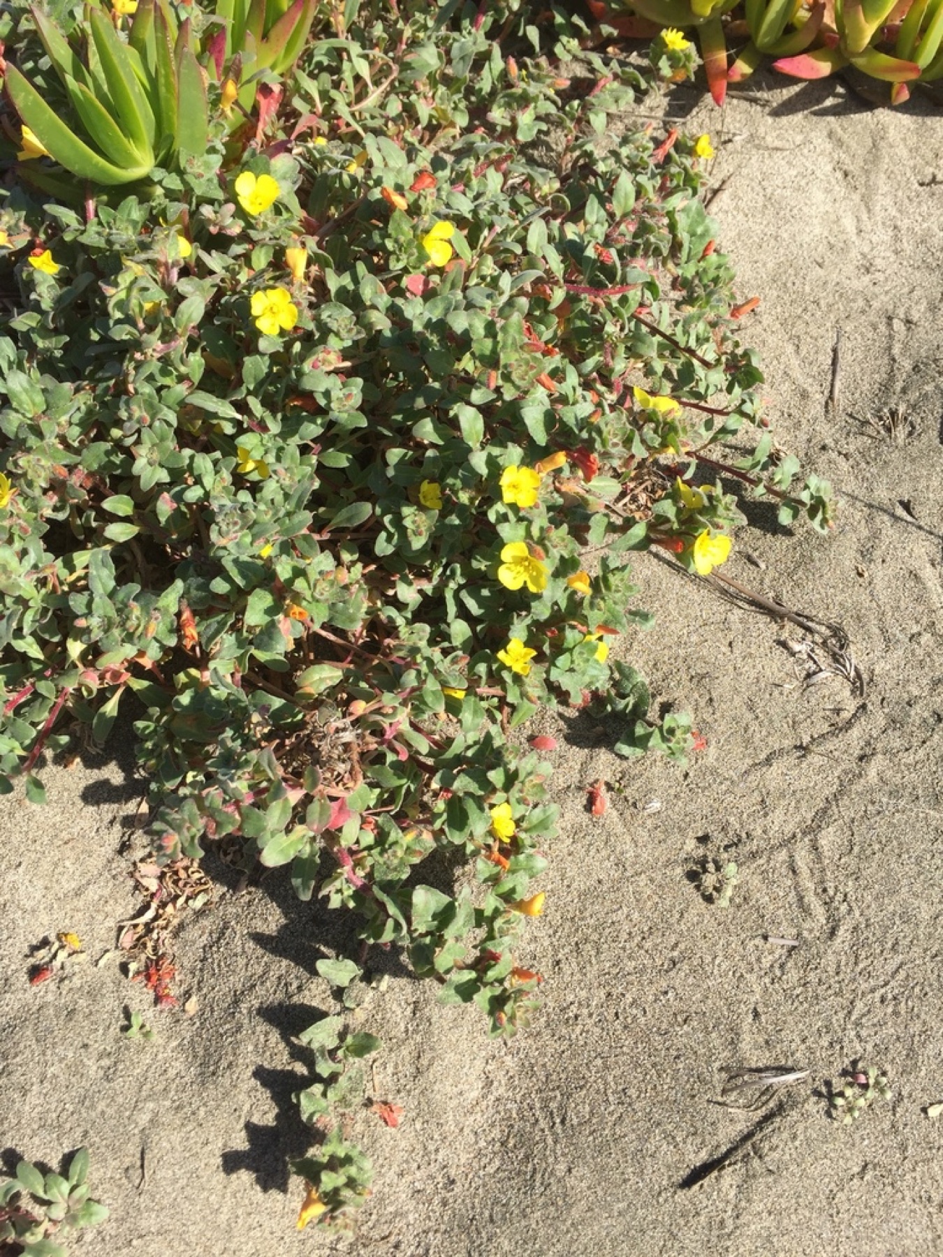 Beach Suncup — photo 13