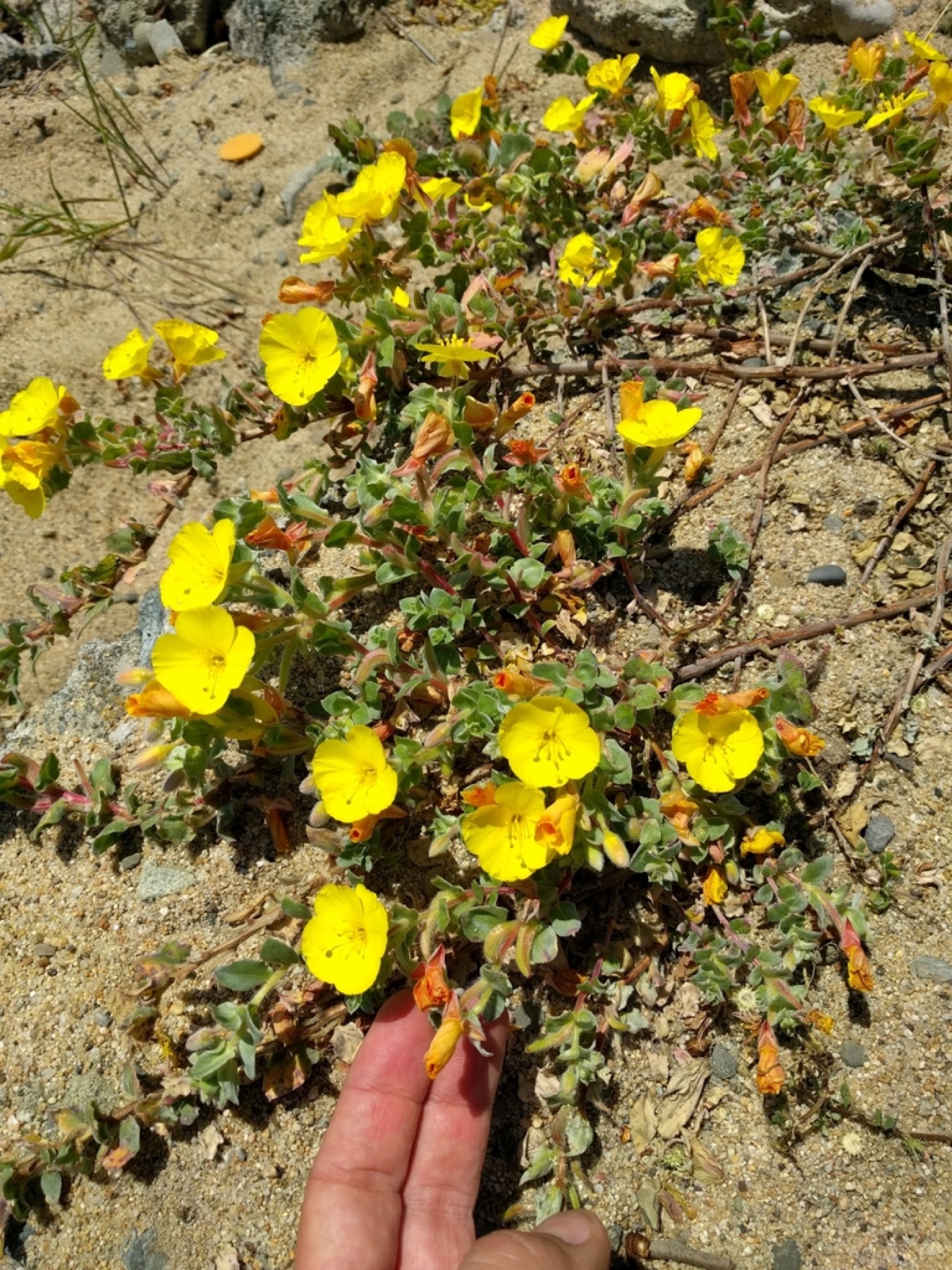 Beach Suncup — photo 14
