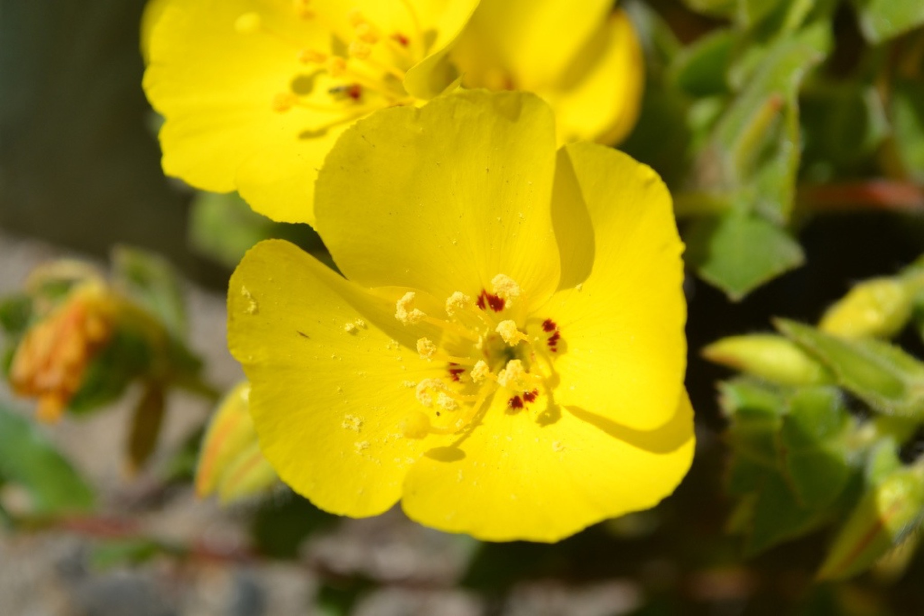 Beach Suncup — photo 15