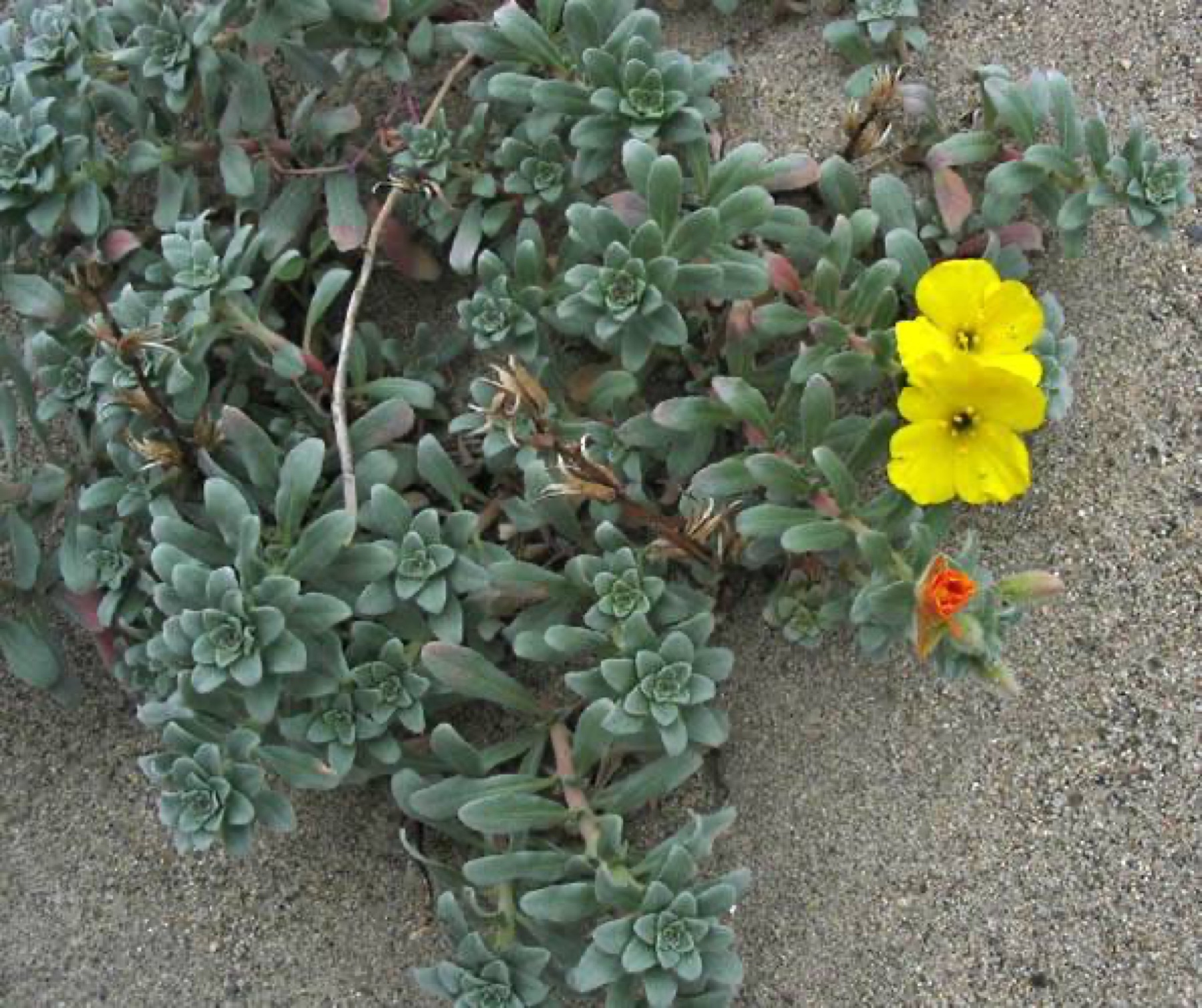 Beach Suncup — photo 16