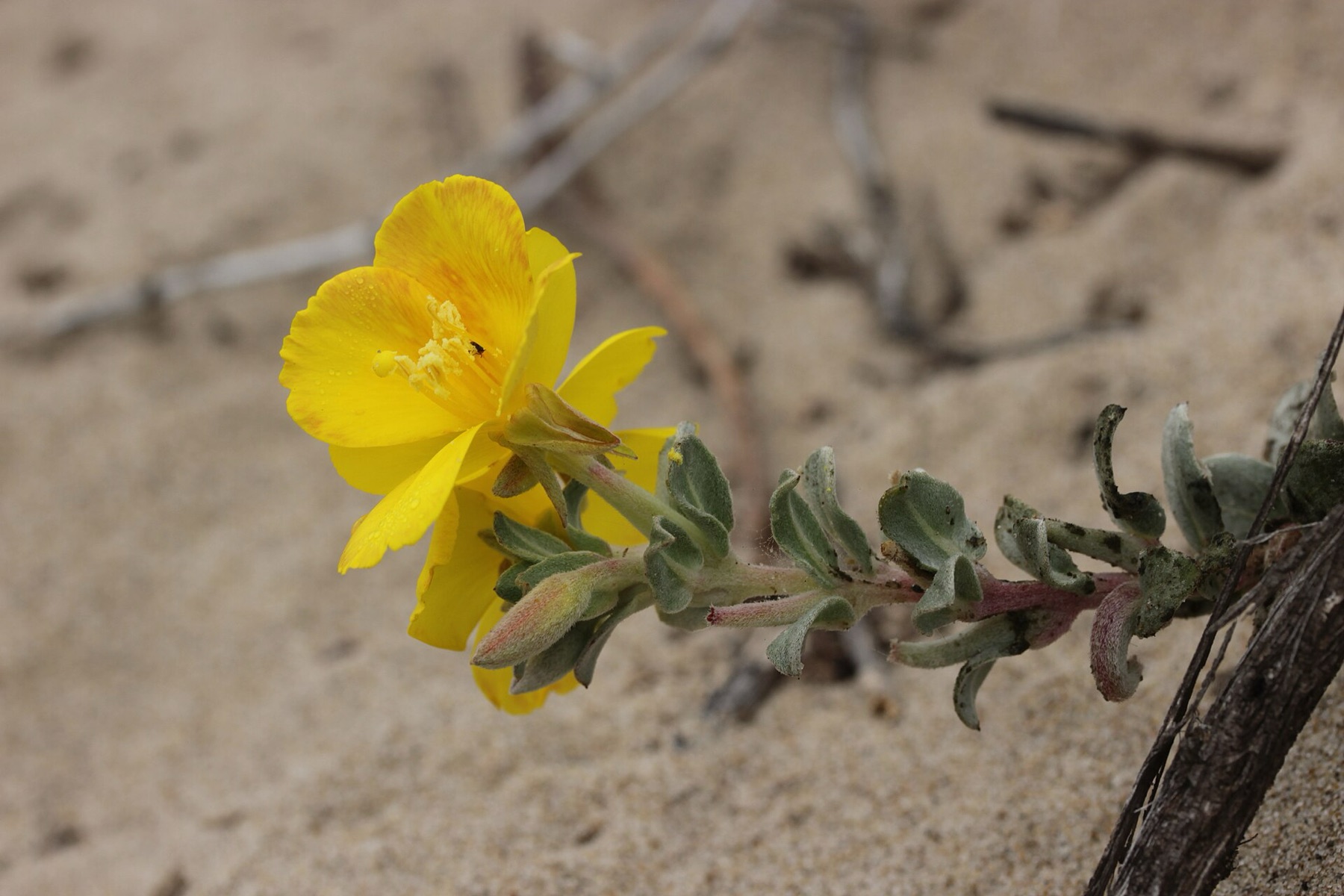 Beach Suncup — photo 18
