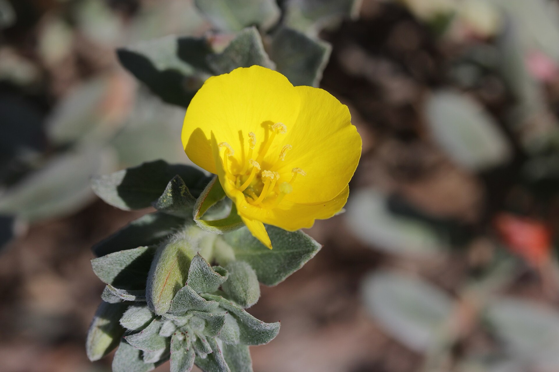 Beach Suncup — photo 19