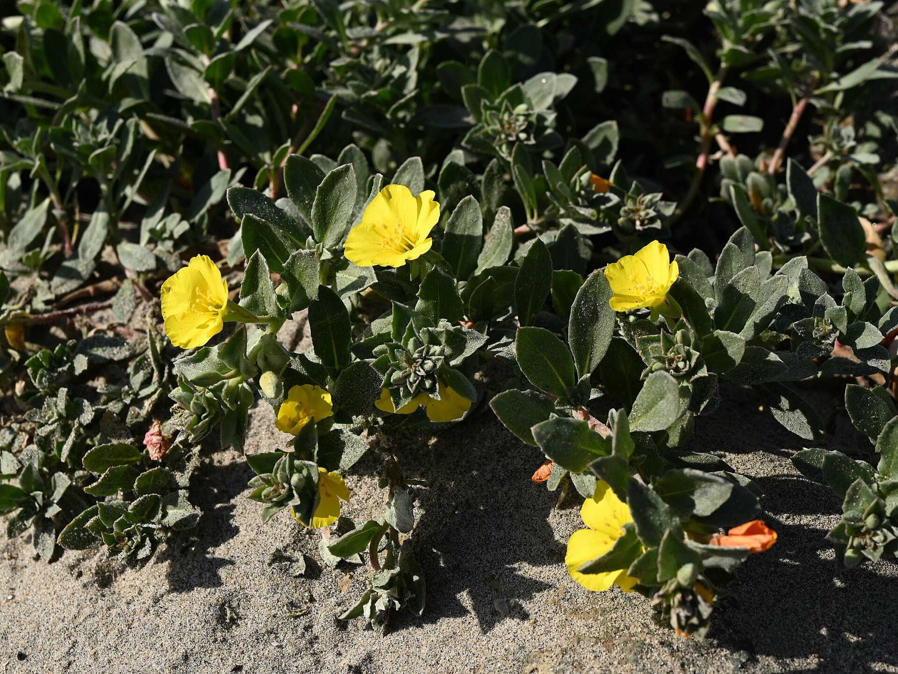 Beach Suncup — photo 20