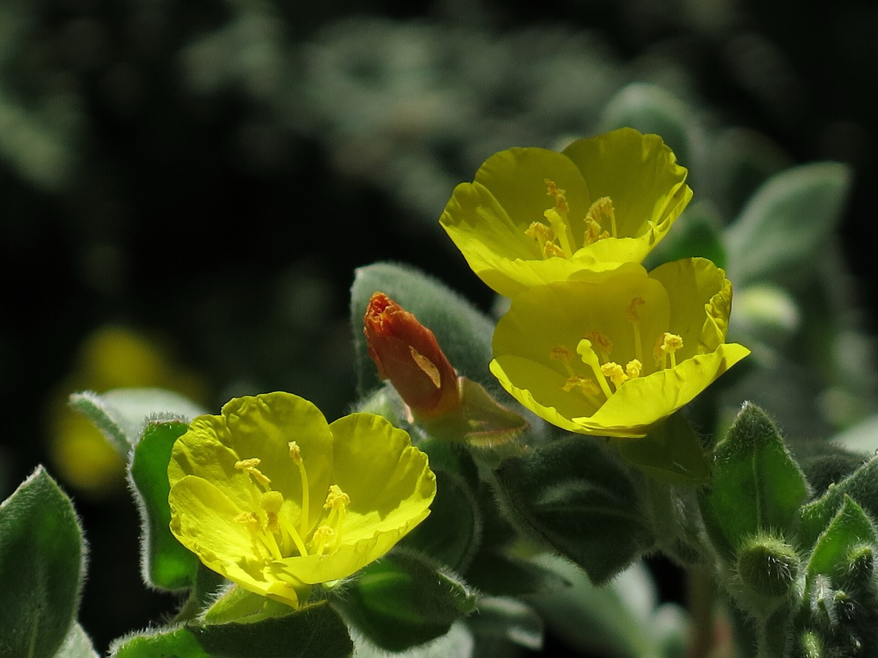 Beach Suncup — photo 21