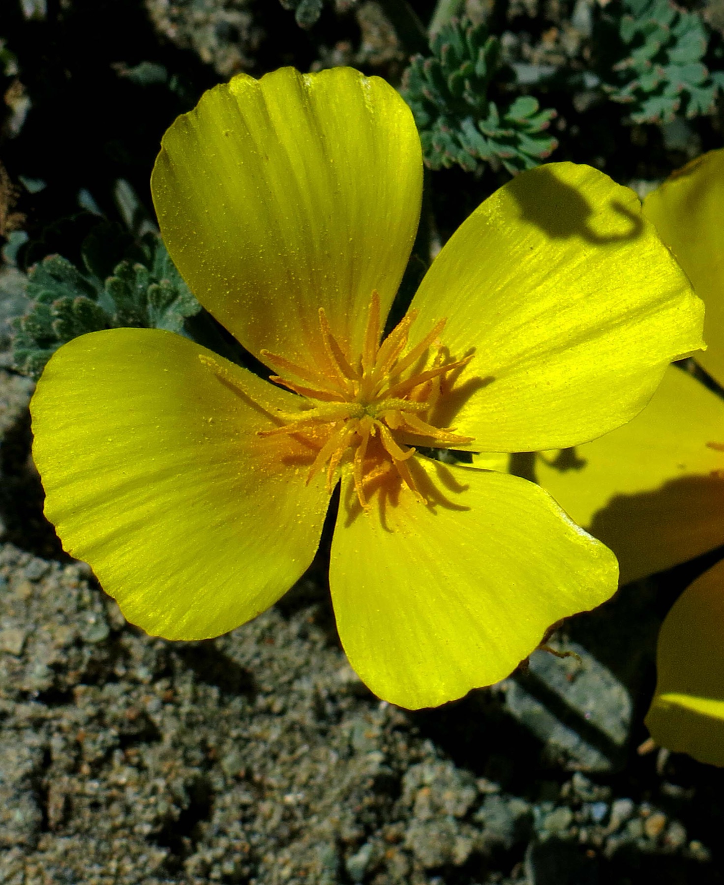 Beach Suncup — photo 22