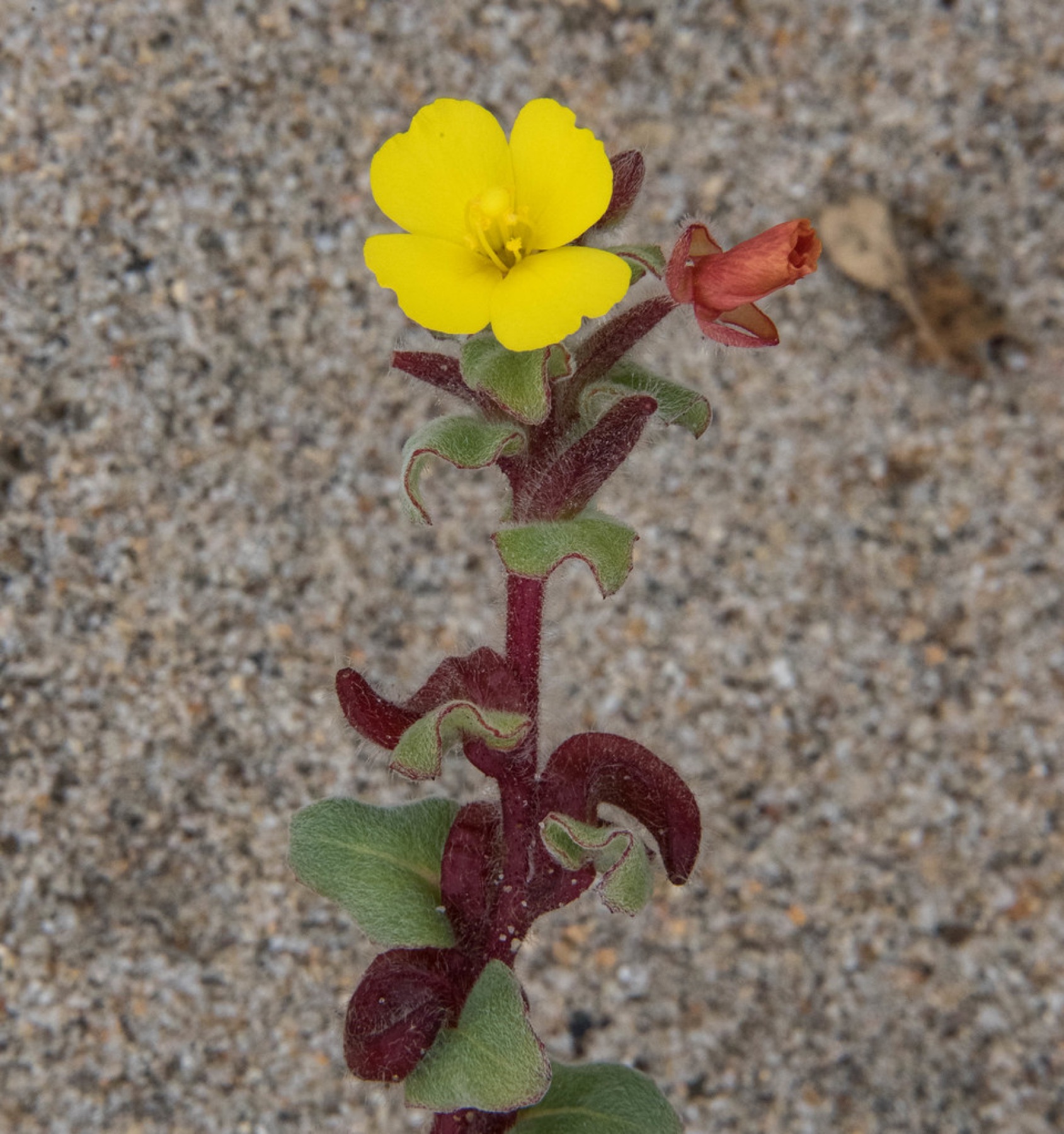 Beach Suncup — photo 23