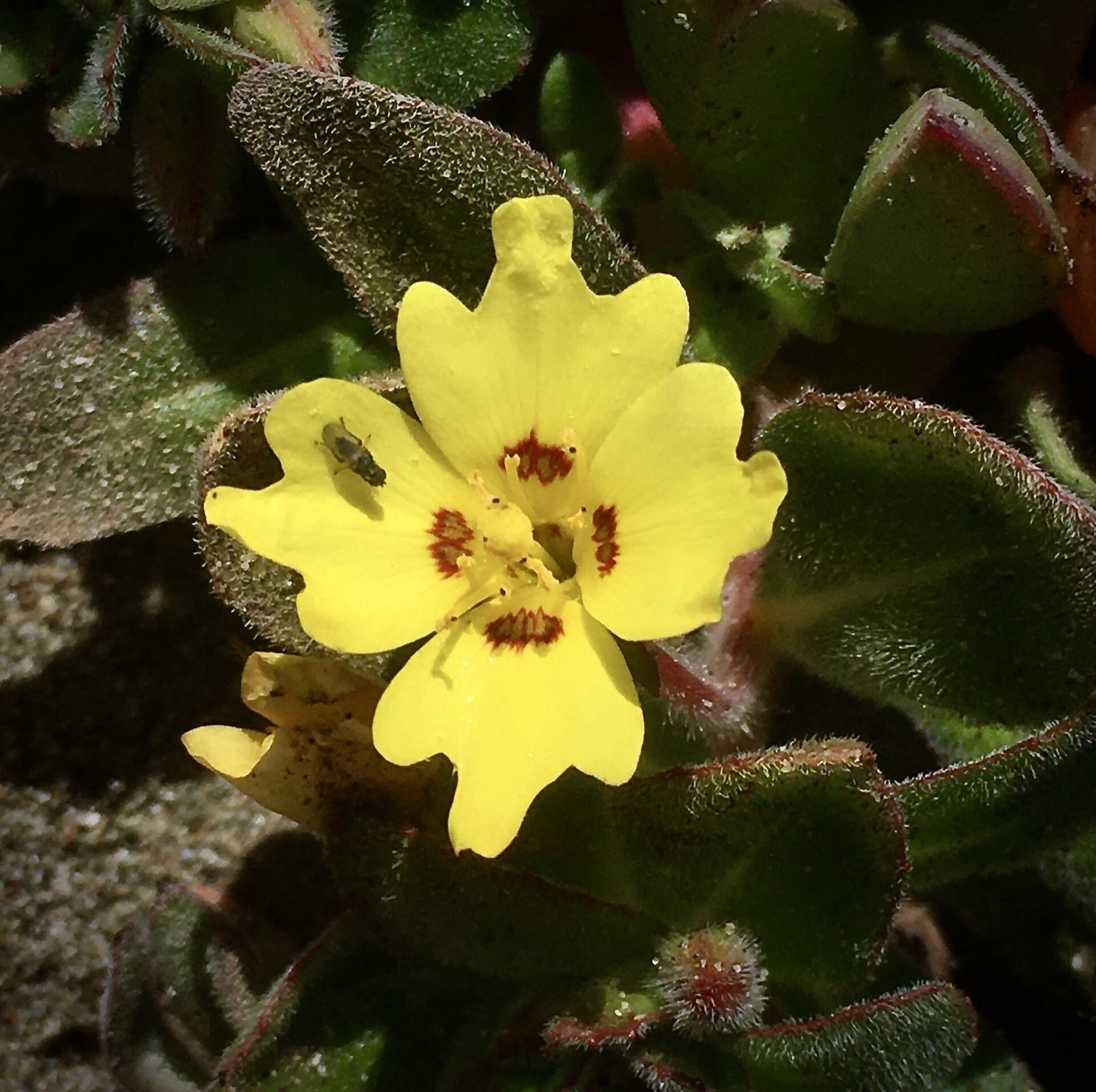 Beach Suncup — photo 1
