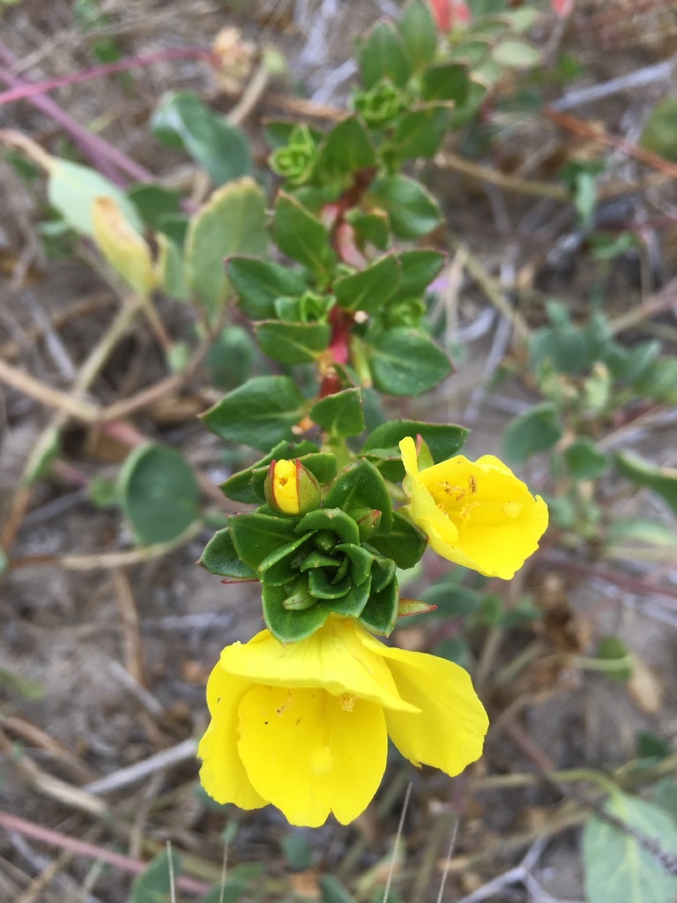 Beach Suncup — photo 2