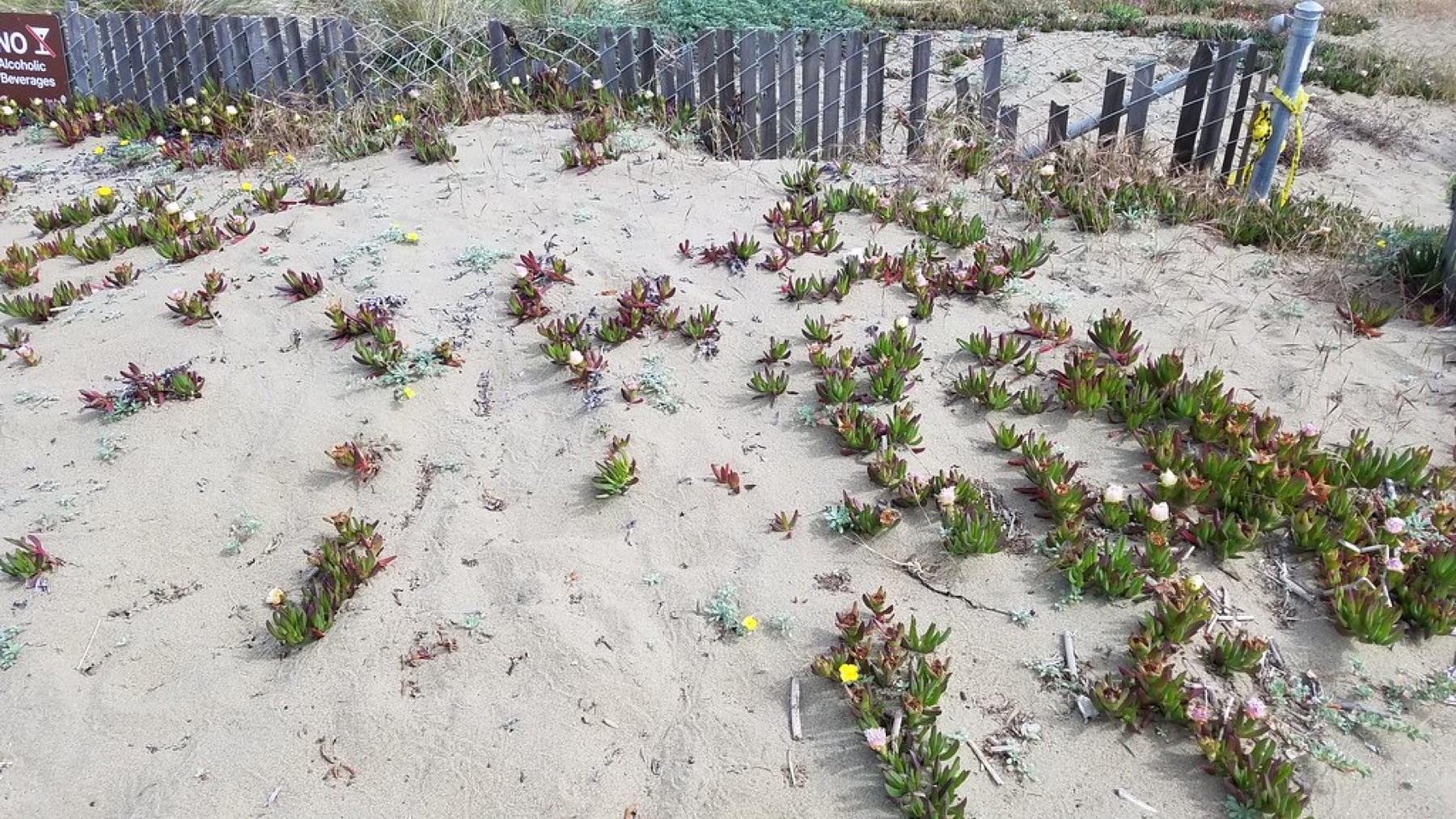 Beach Suncup — photo 3