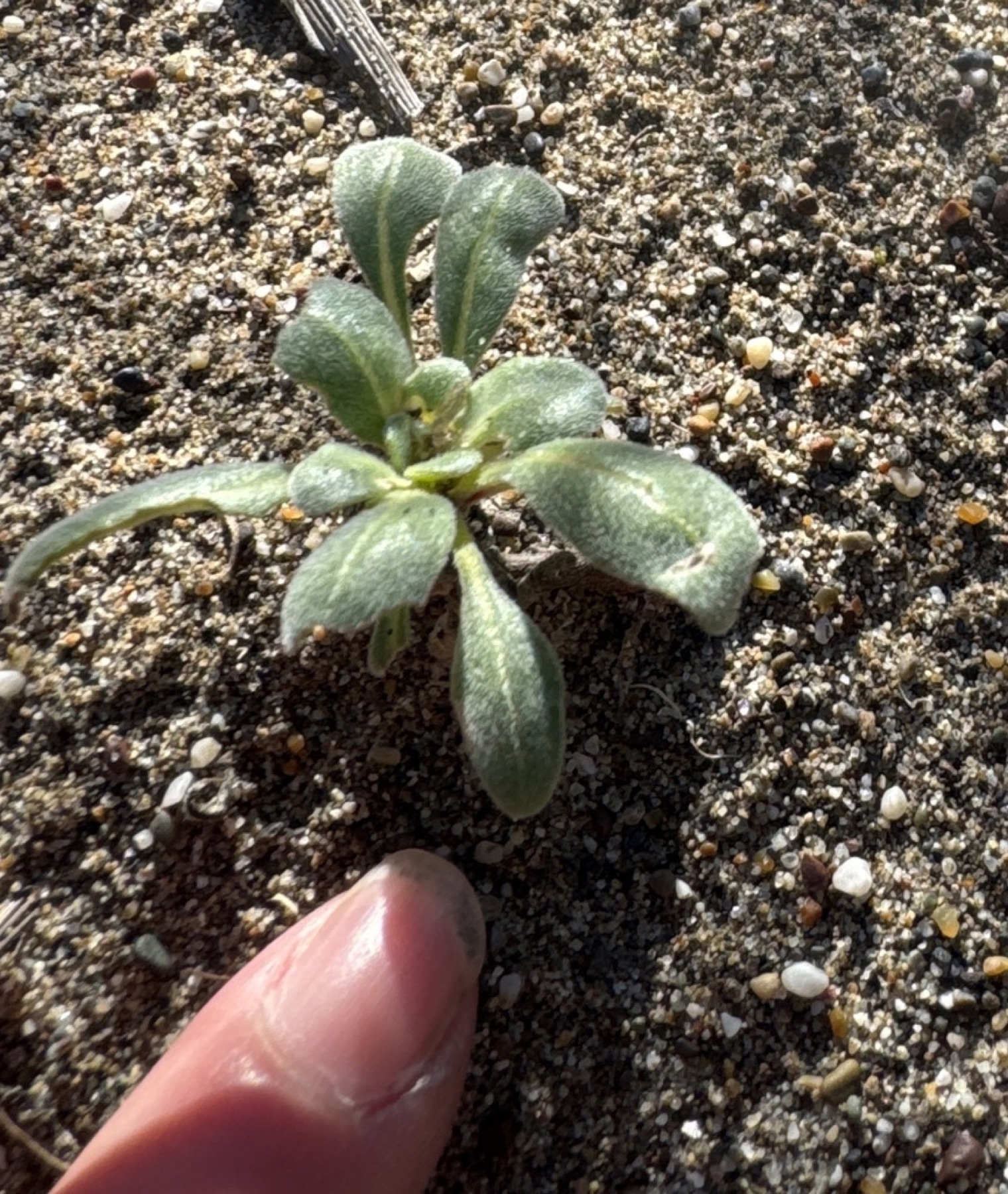 Beach Suncup — photo 4