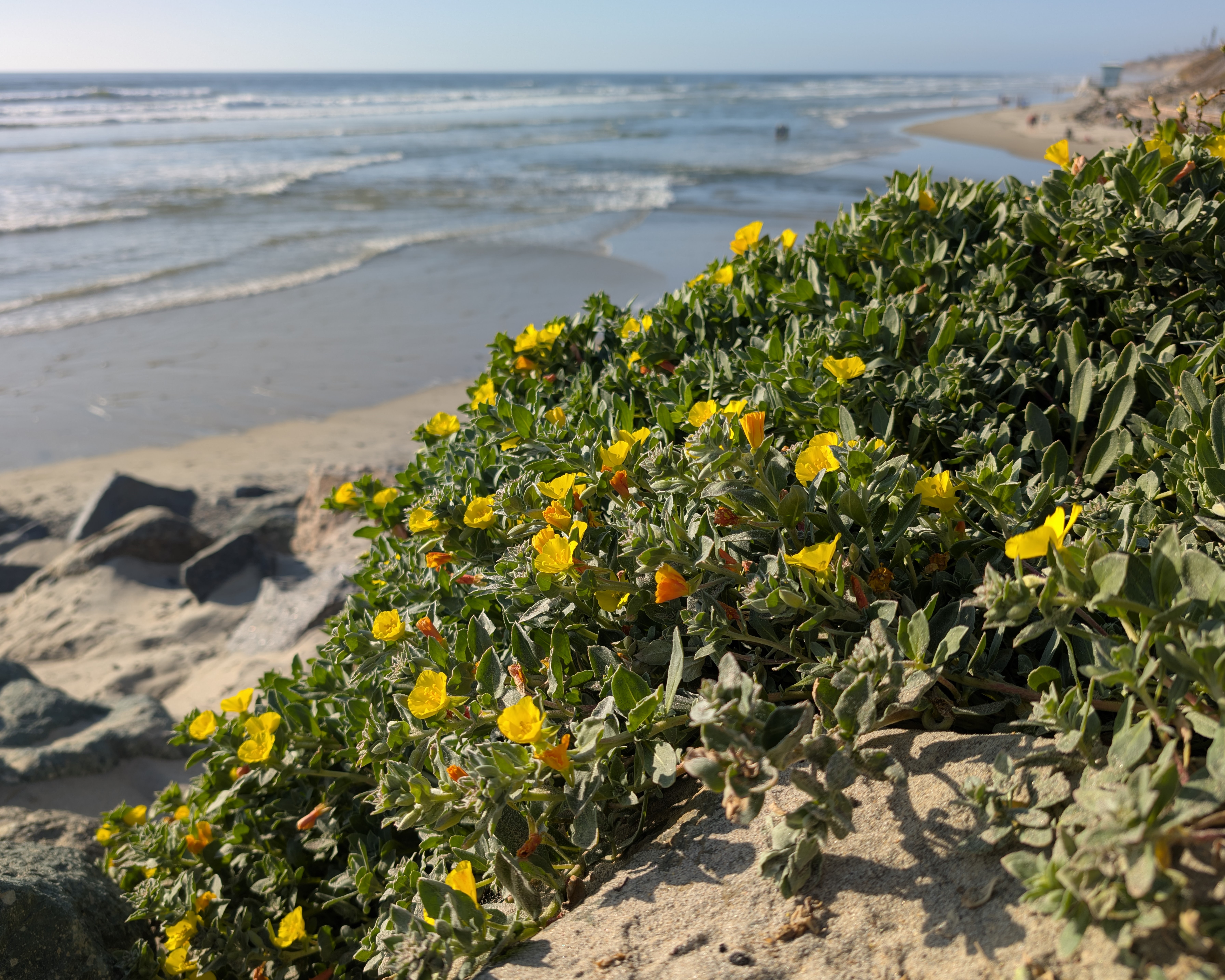 Beach Suncup — photo 24