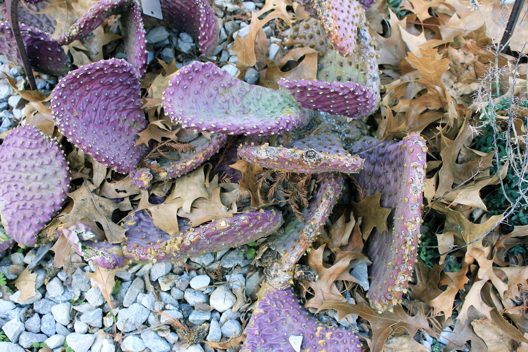 Beavertail Pricklypear — photo 6