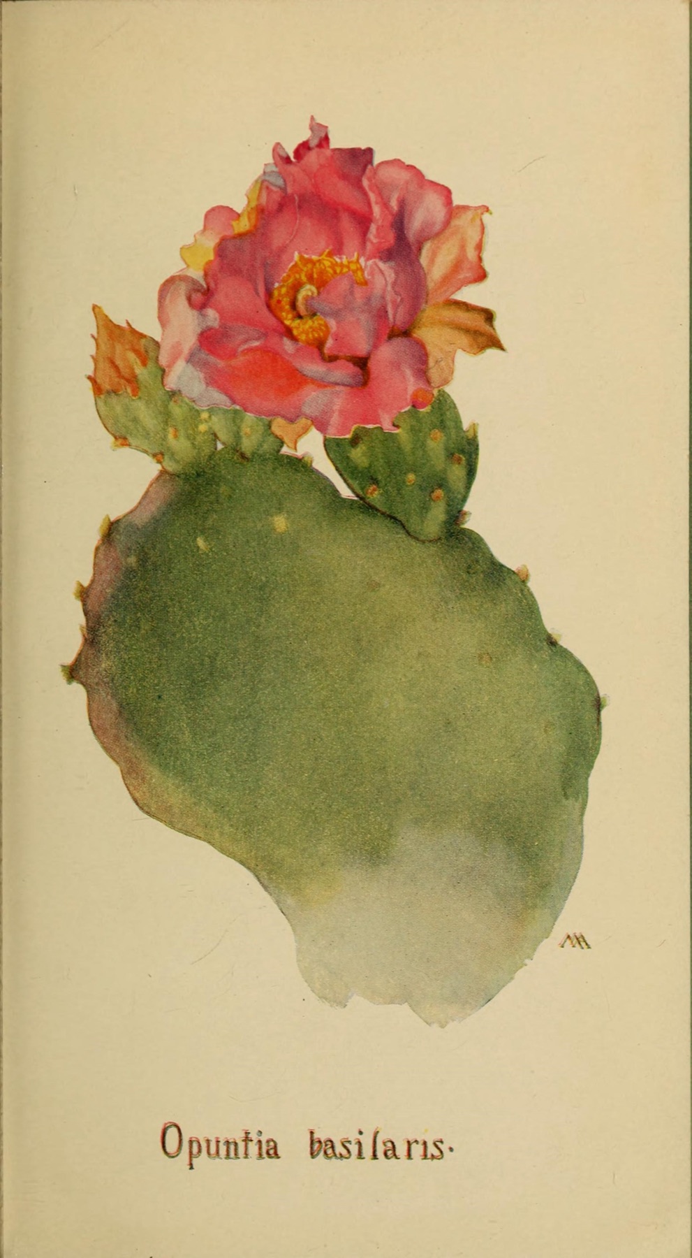 Beavertail Pricklypear — photo 7