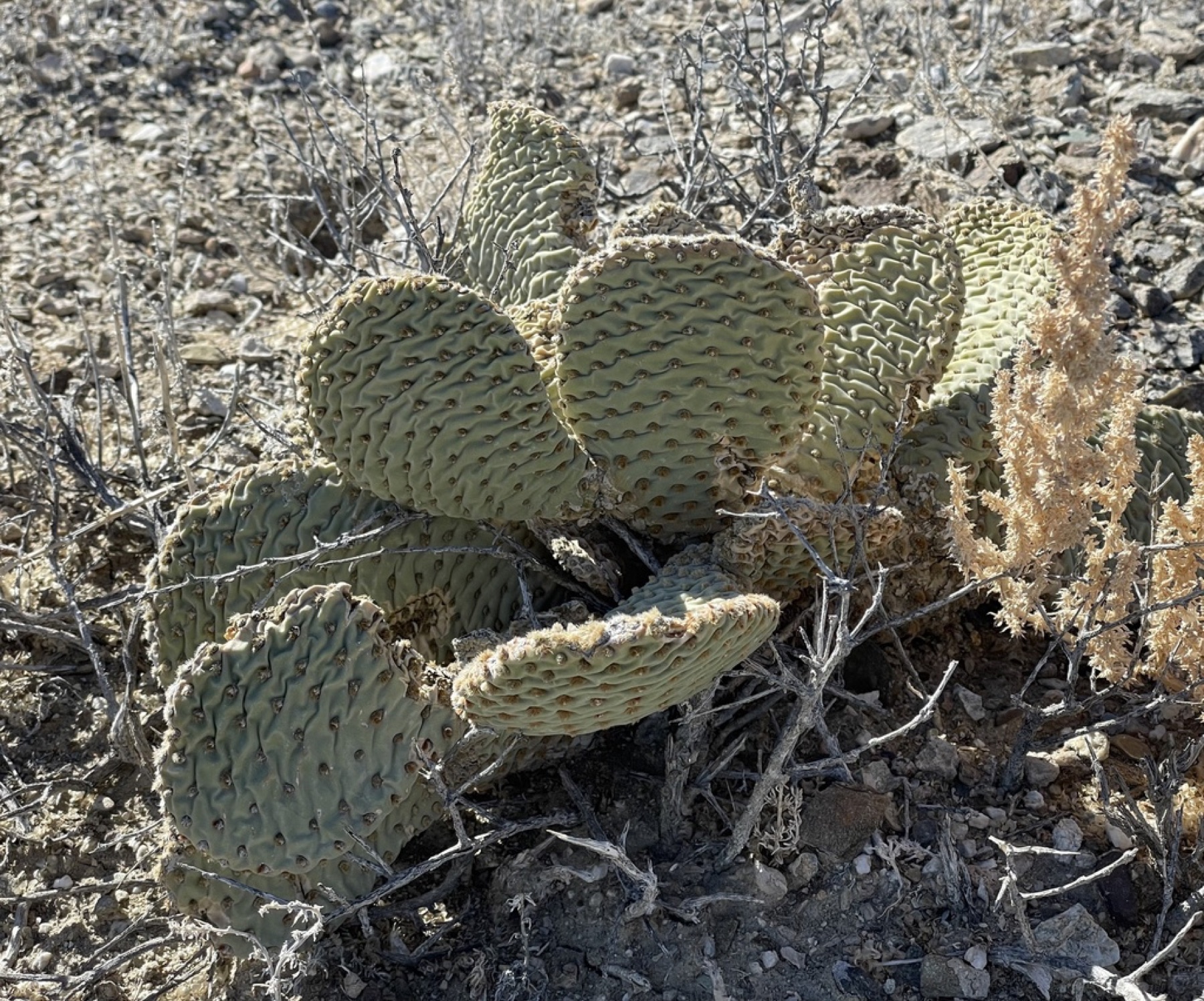 Beavertail Pricklypear — photo 8