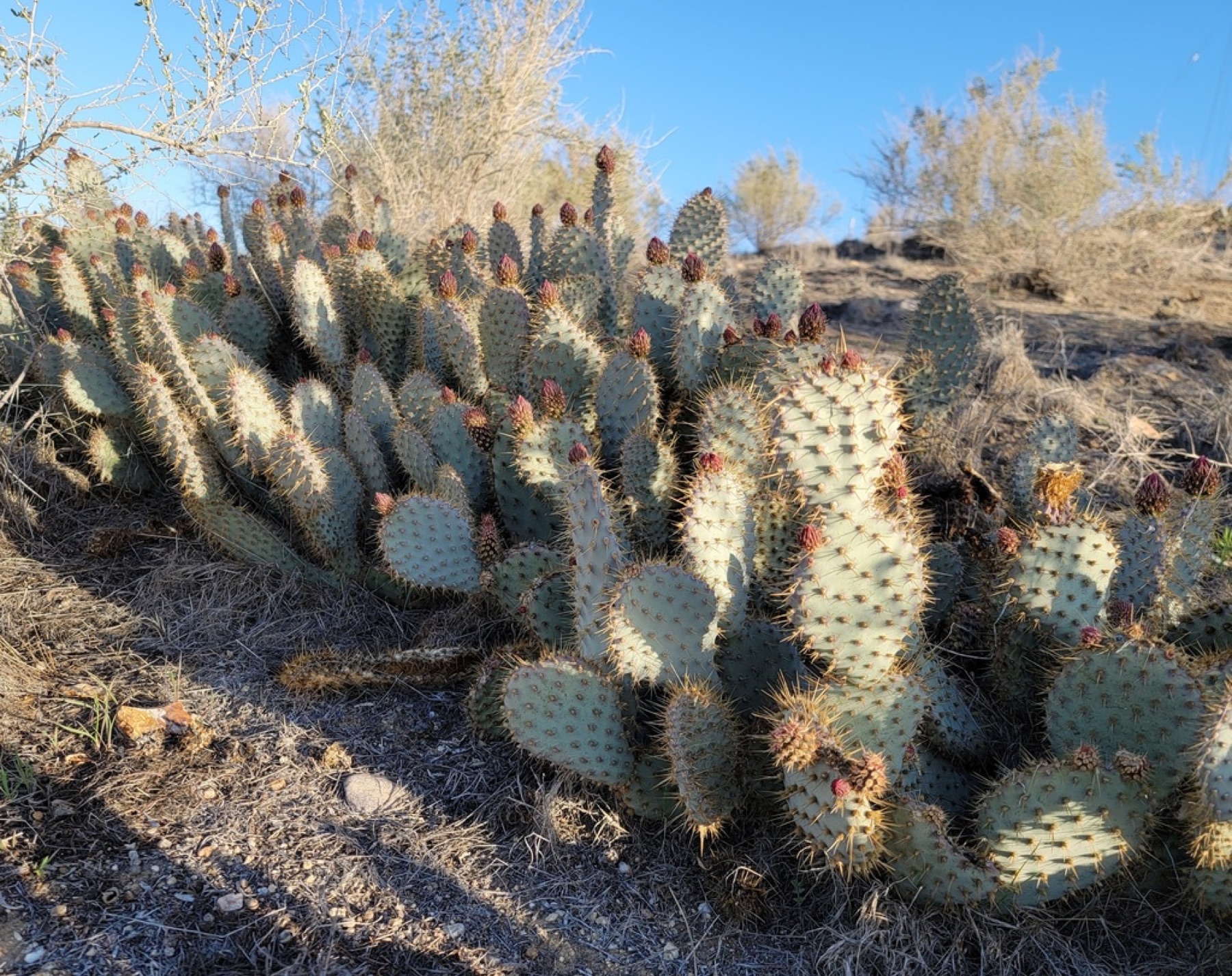 Beavertail Pricklypear — photo 9