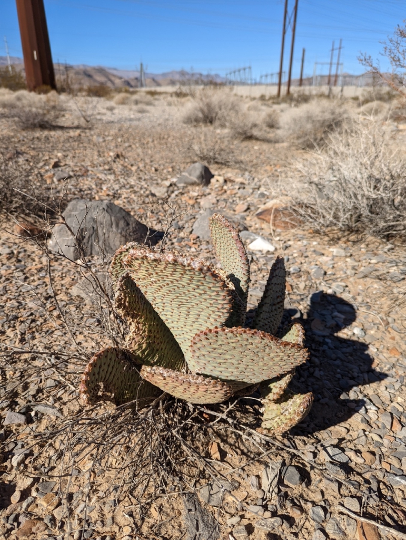 Beavertail Pricklypear — photo 10