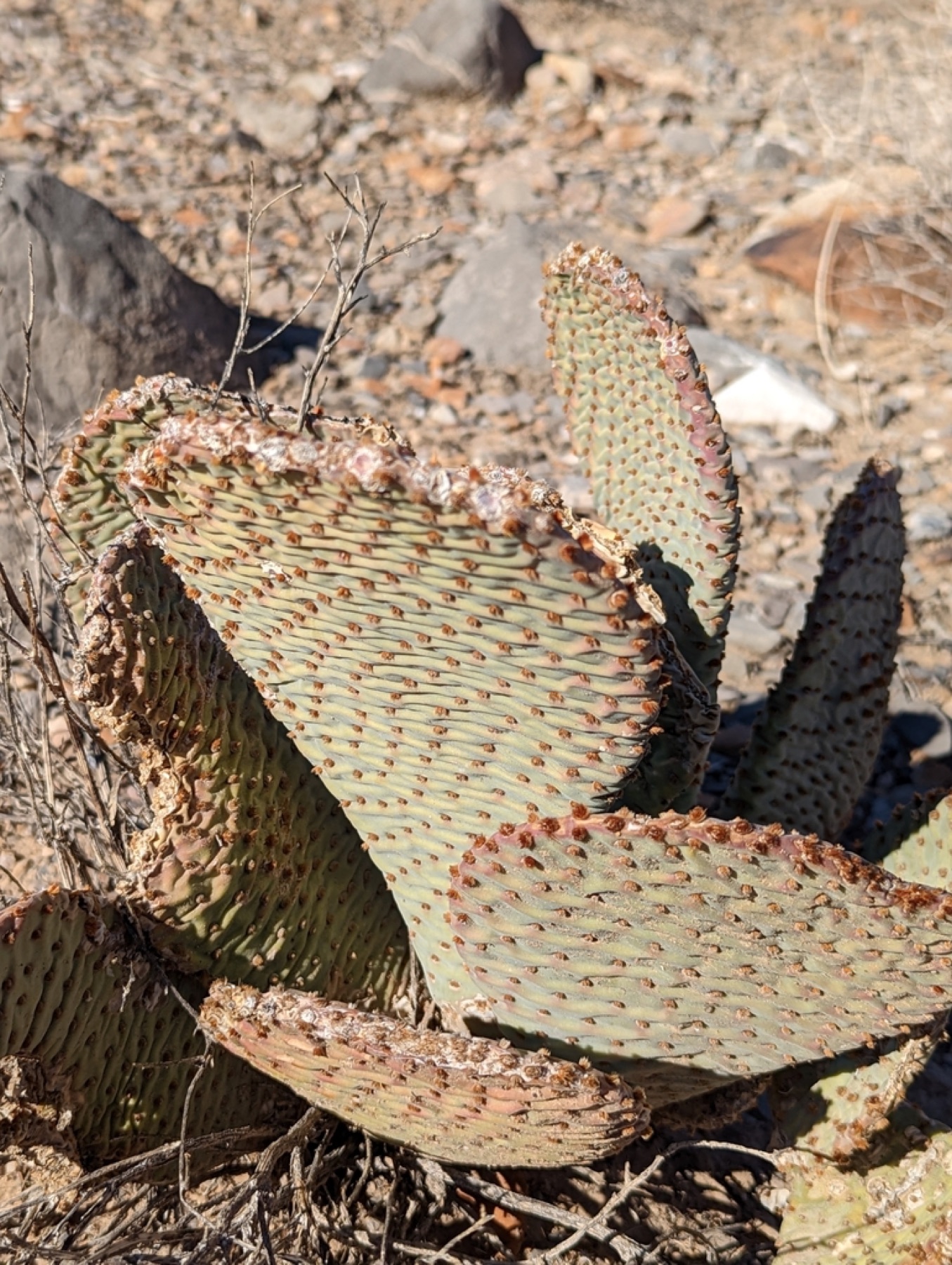 Beavertail Pricklypear — photo 11