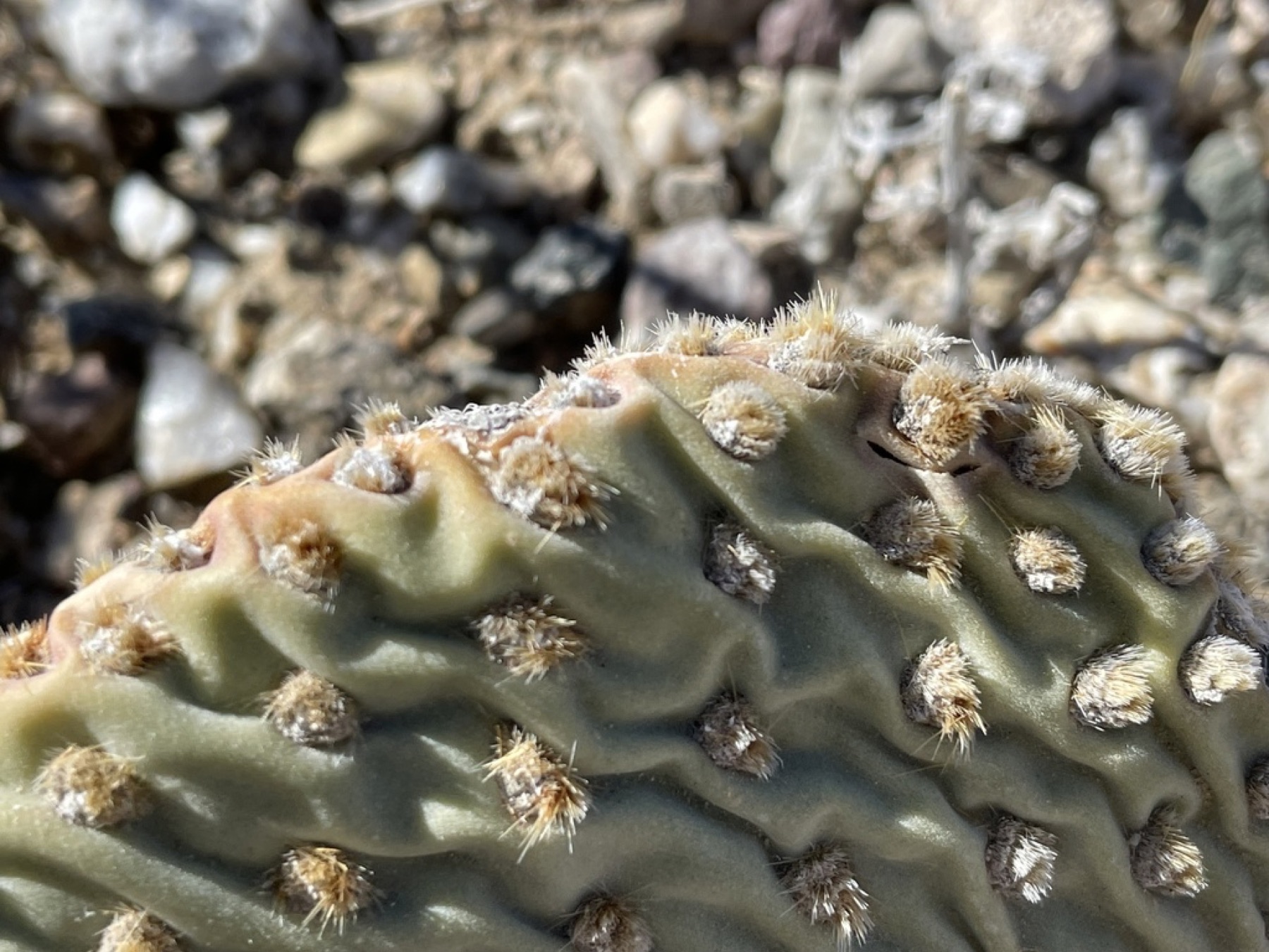 Beavertail Pricklypear — photo 12