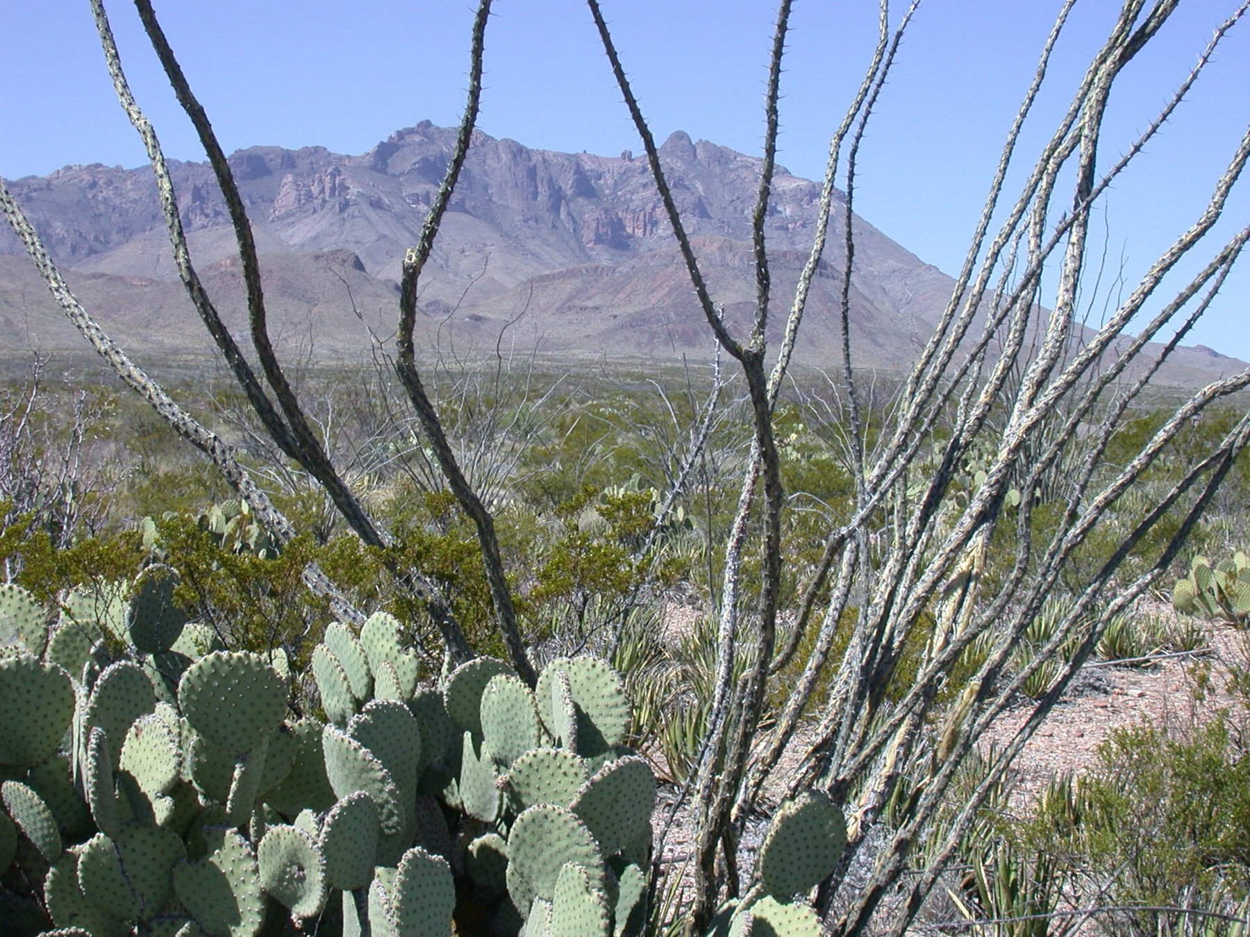 Beavertail Pricklypear — photo 13