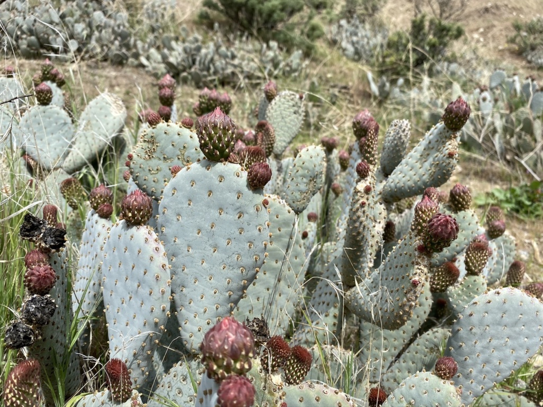 Beavertail Pricklypear — photo 14