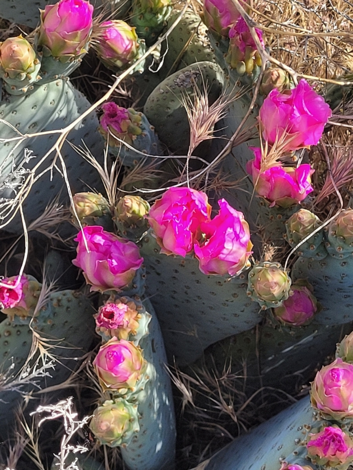 Beavertail Pricklypear — photo 15