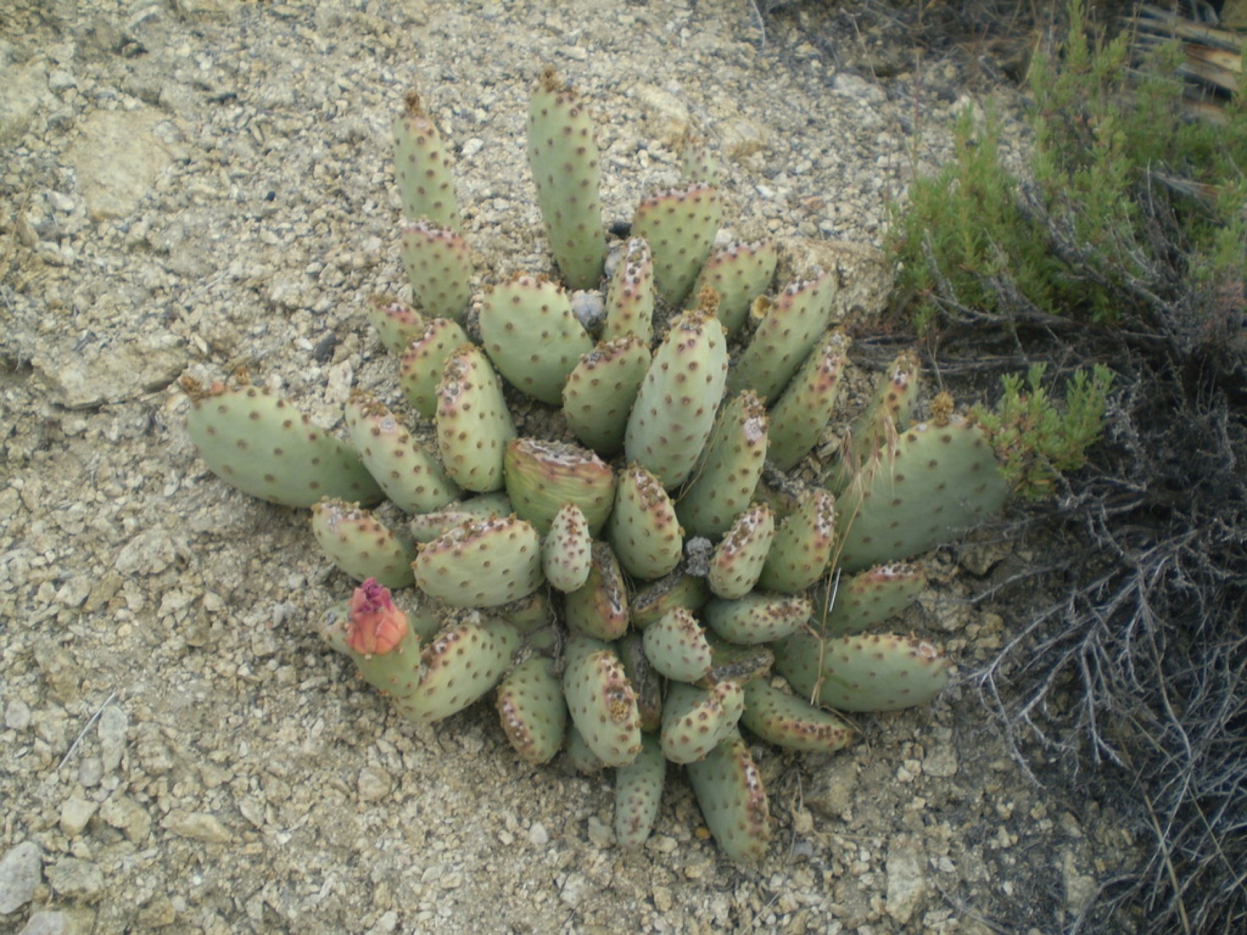 Beavertail Pricklypear — photo 16