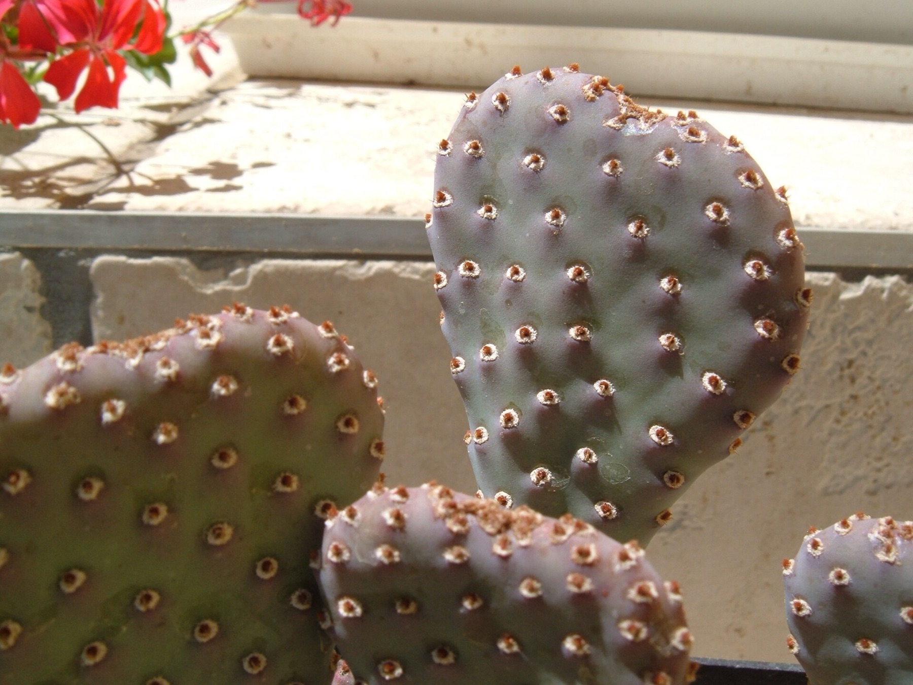 Beavertail Pricklypear — photo 17