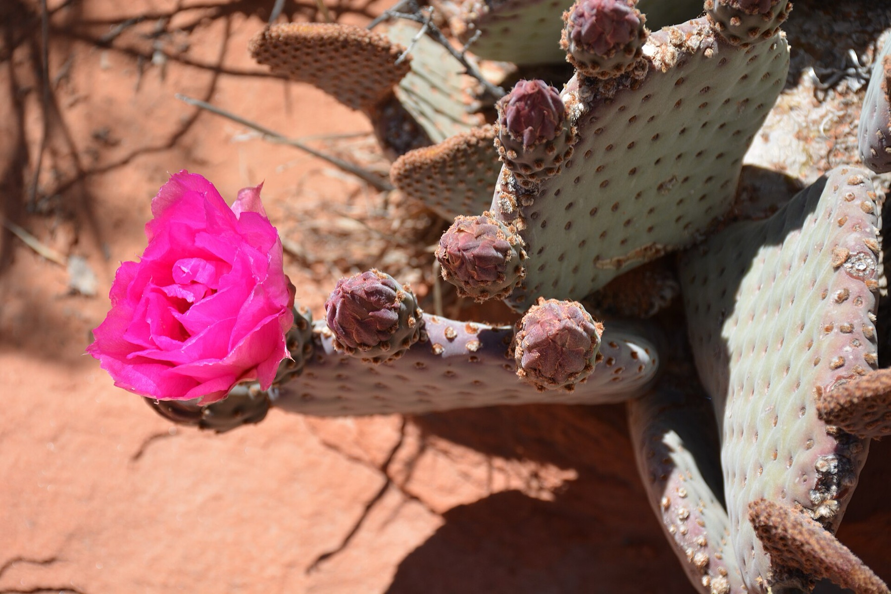 Beavertail Pricklypear — photo 18