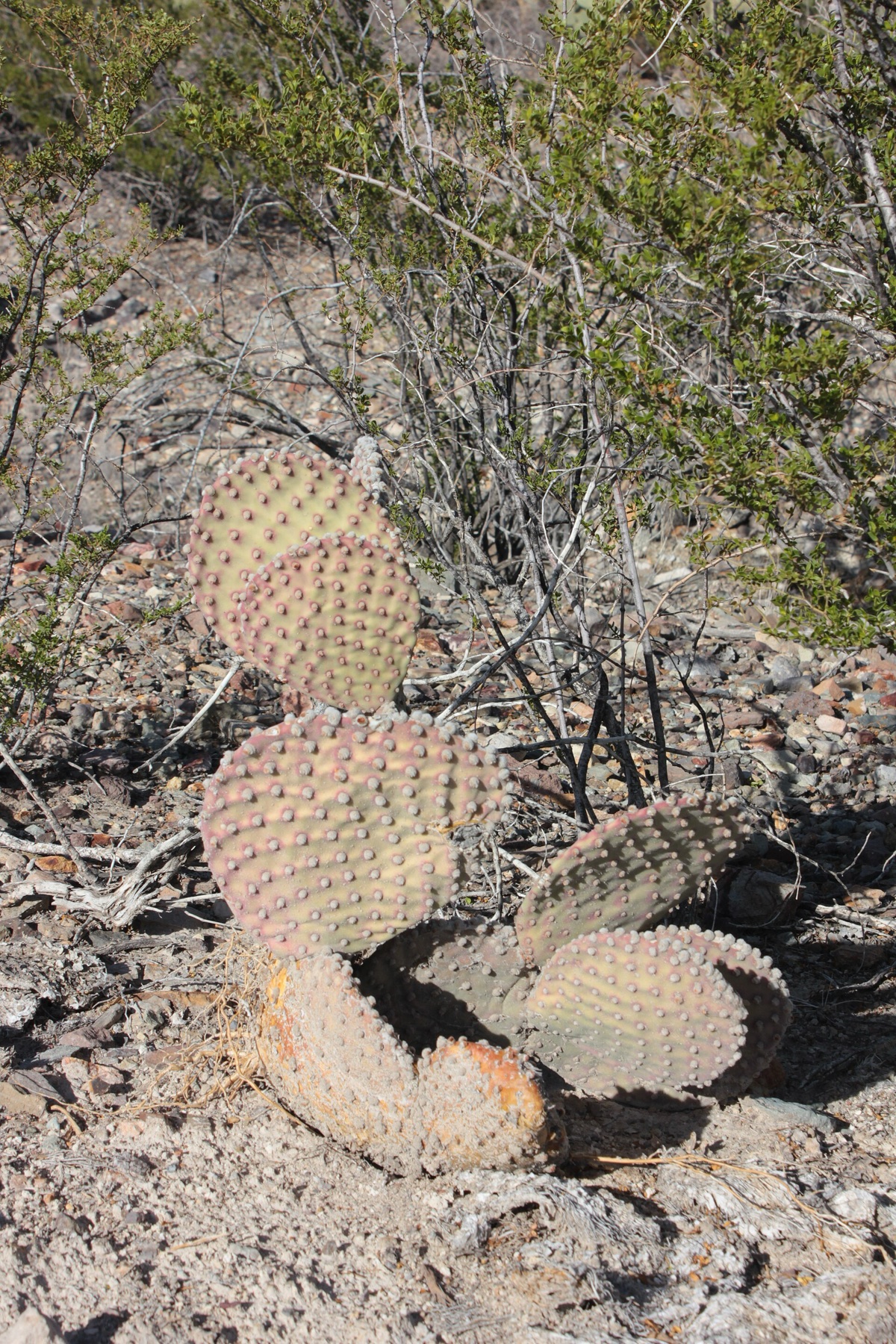 Beavertail Pricklypear — photo 19