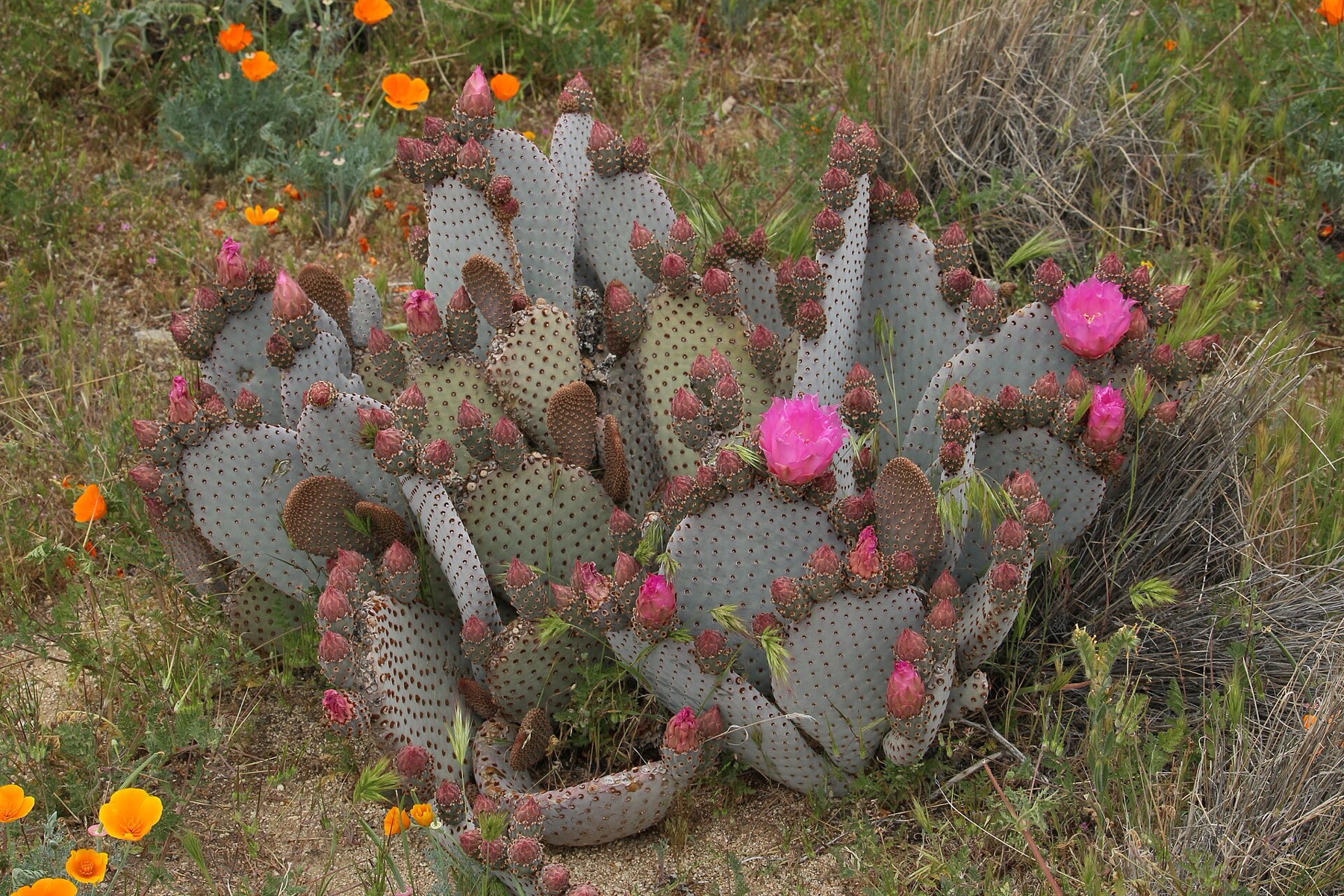 Beavertail Pricklypear — photo 20