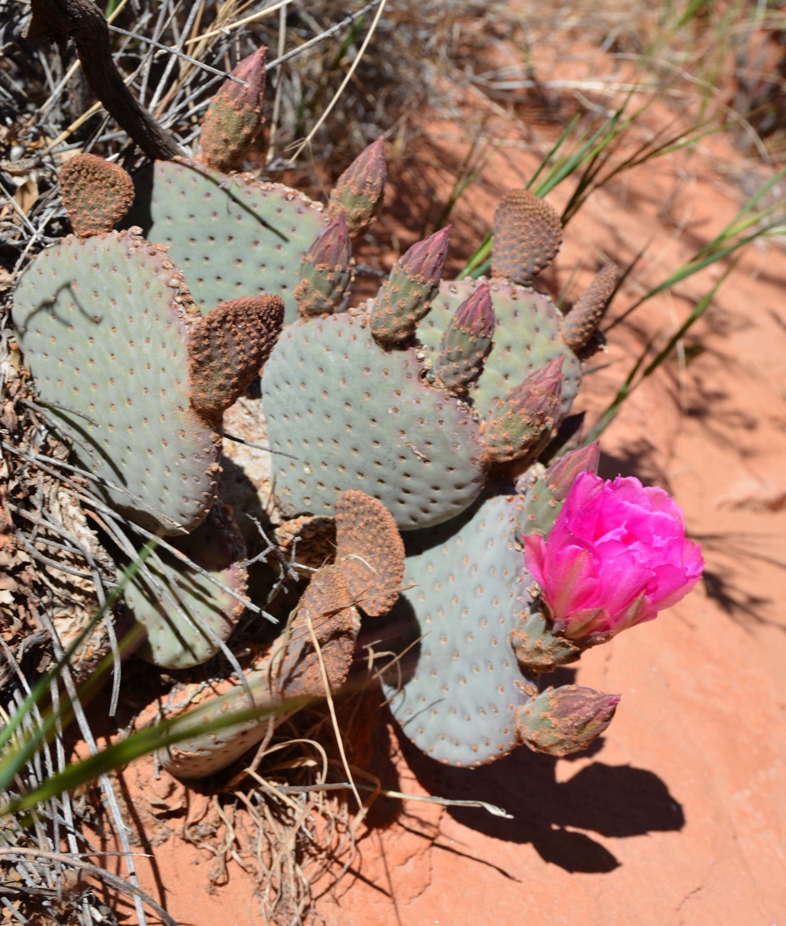 Beavertail Pricklypear — photo 21