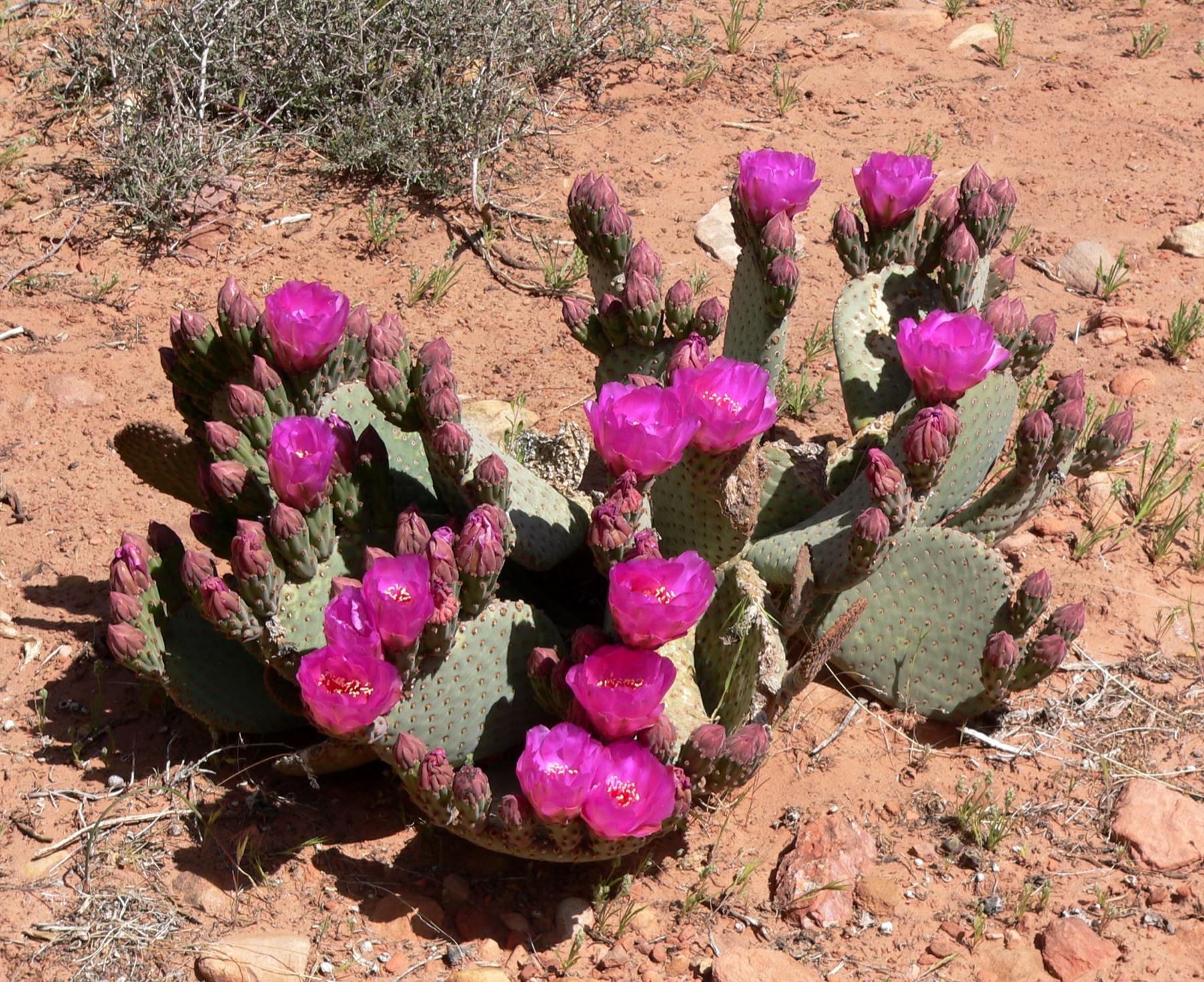 Beavertail Pricklypear — photo 22