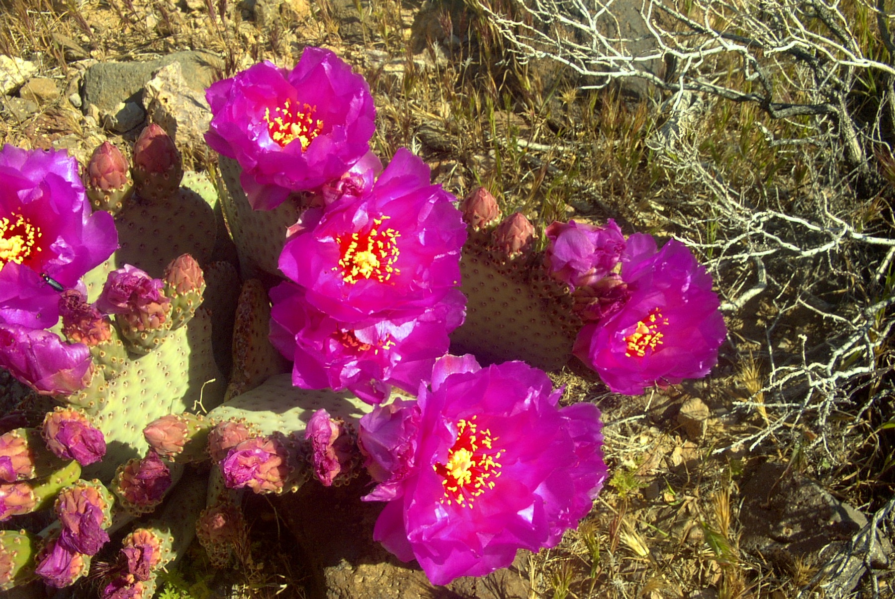 Beavertail Pricklypear — photo 23