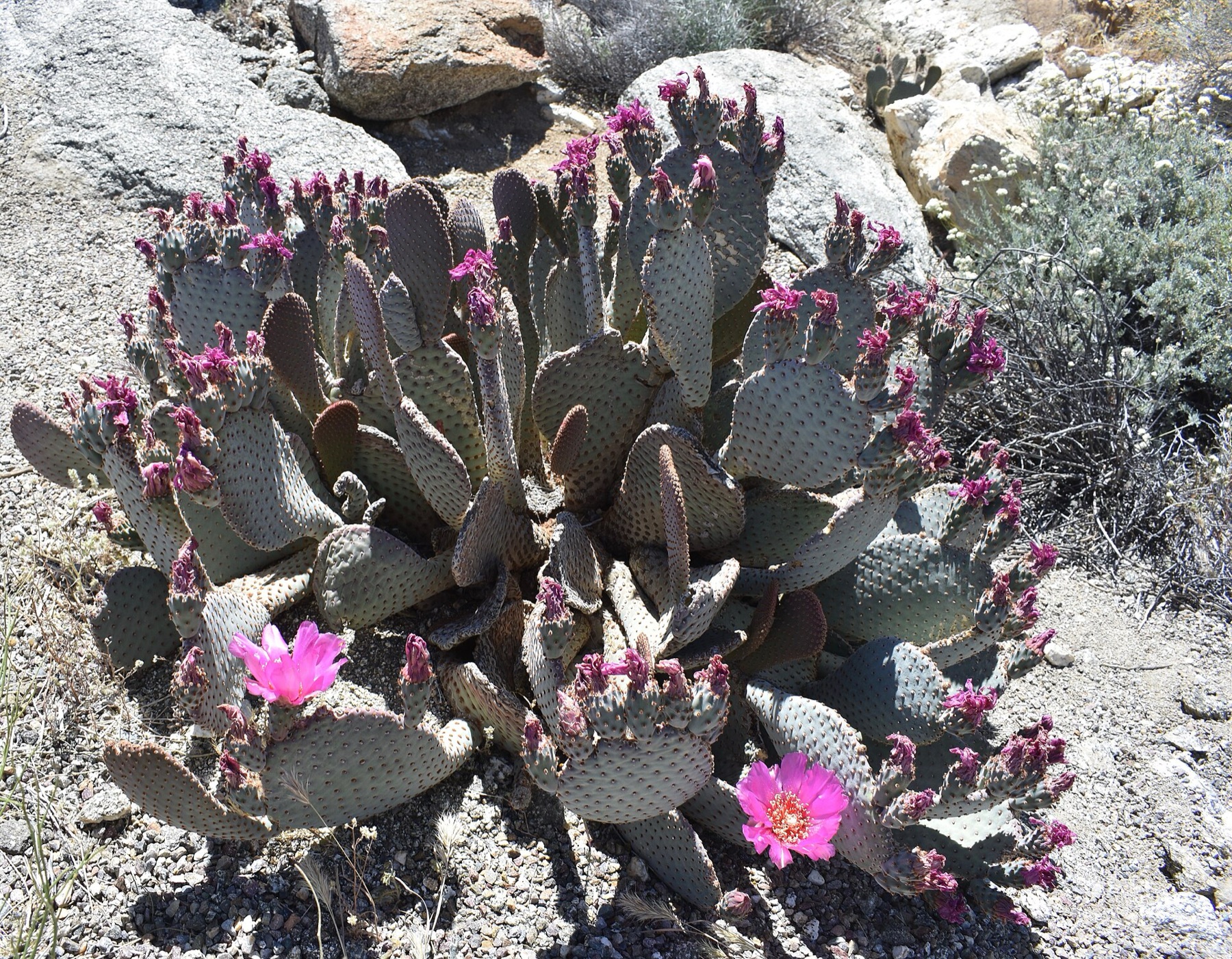 Beavertail Pricklypear