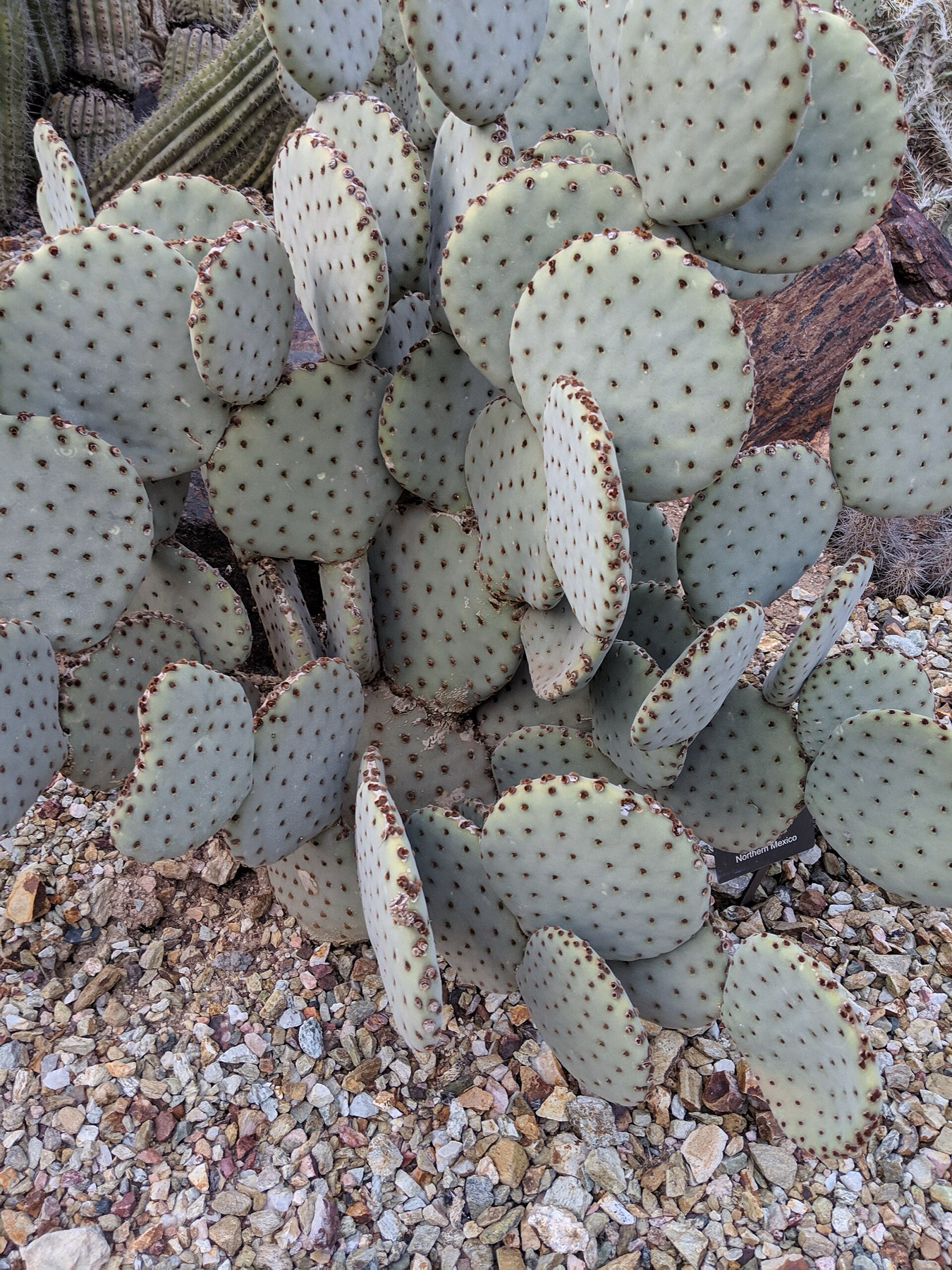 Beavertail Pricklypear — photo 2