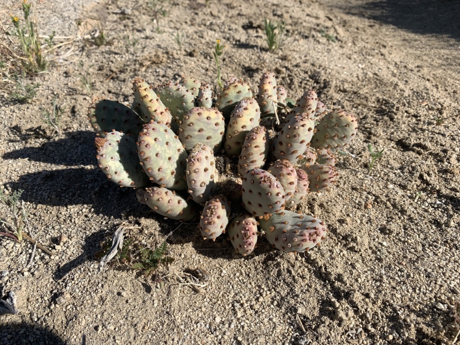 Beavertail Pricklypear — photo 4