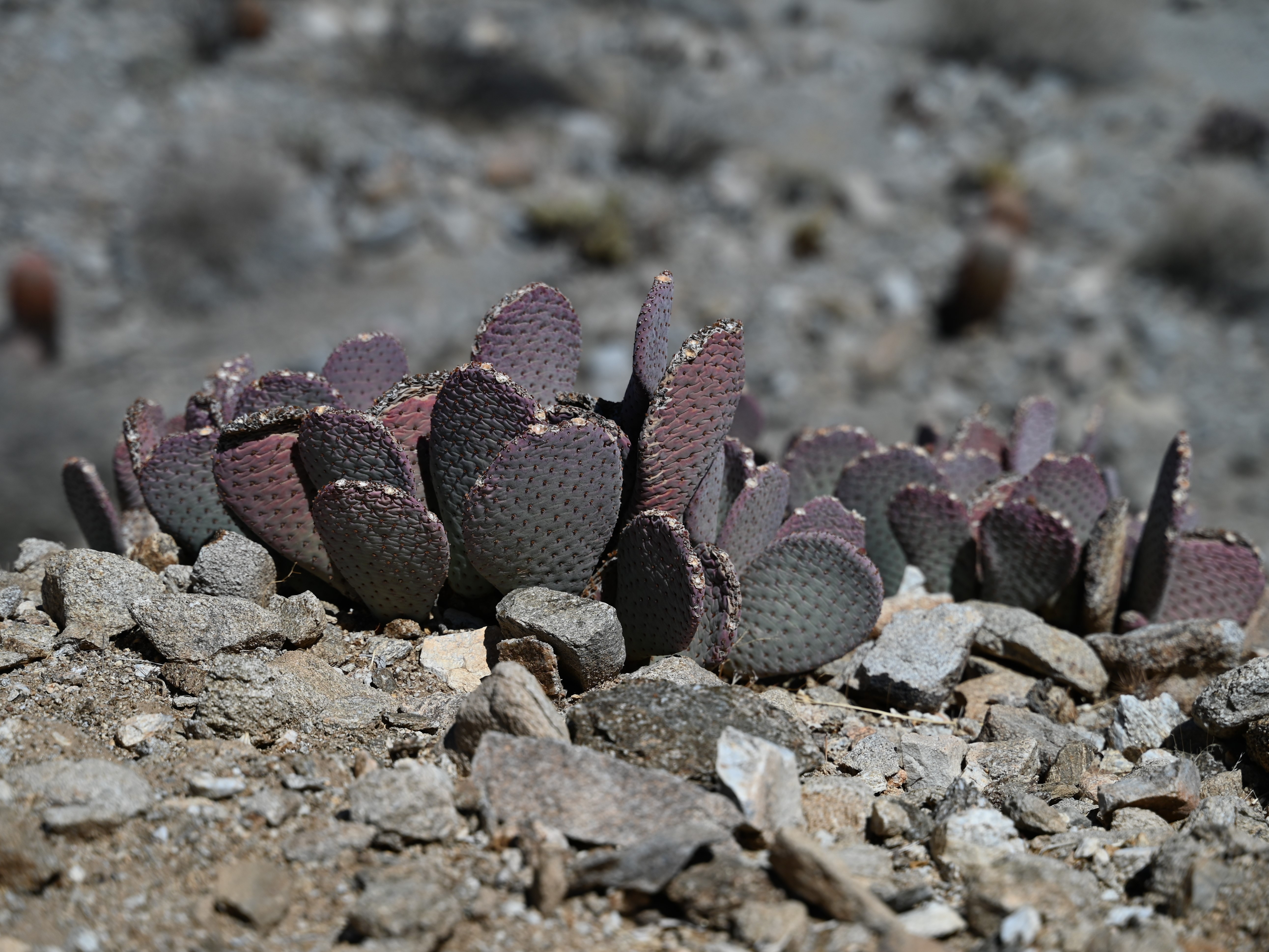 Beavertail Pricklypear — photo 24