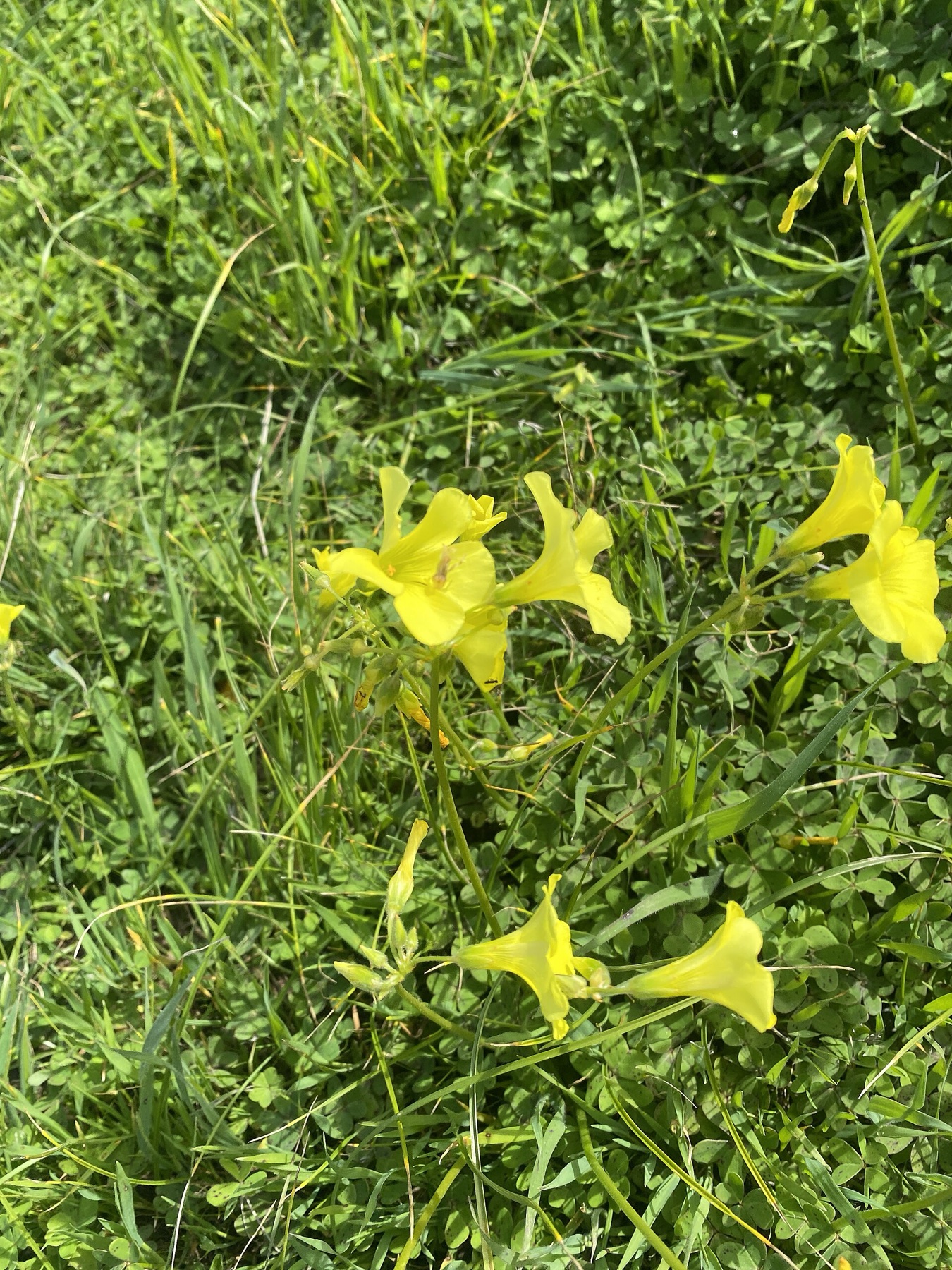 Bermuda Buttercup — photo 6