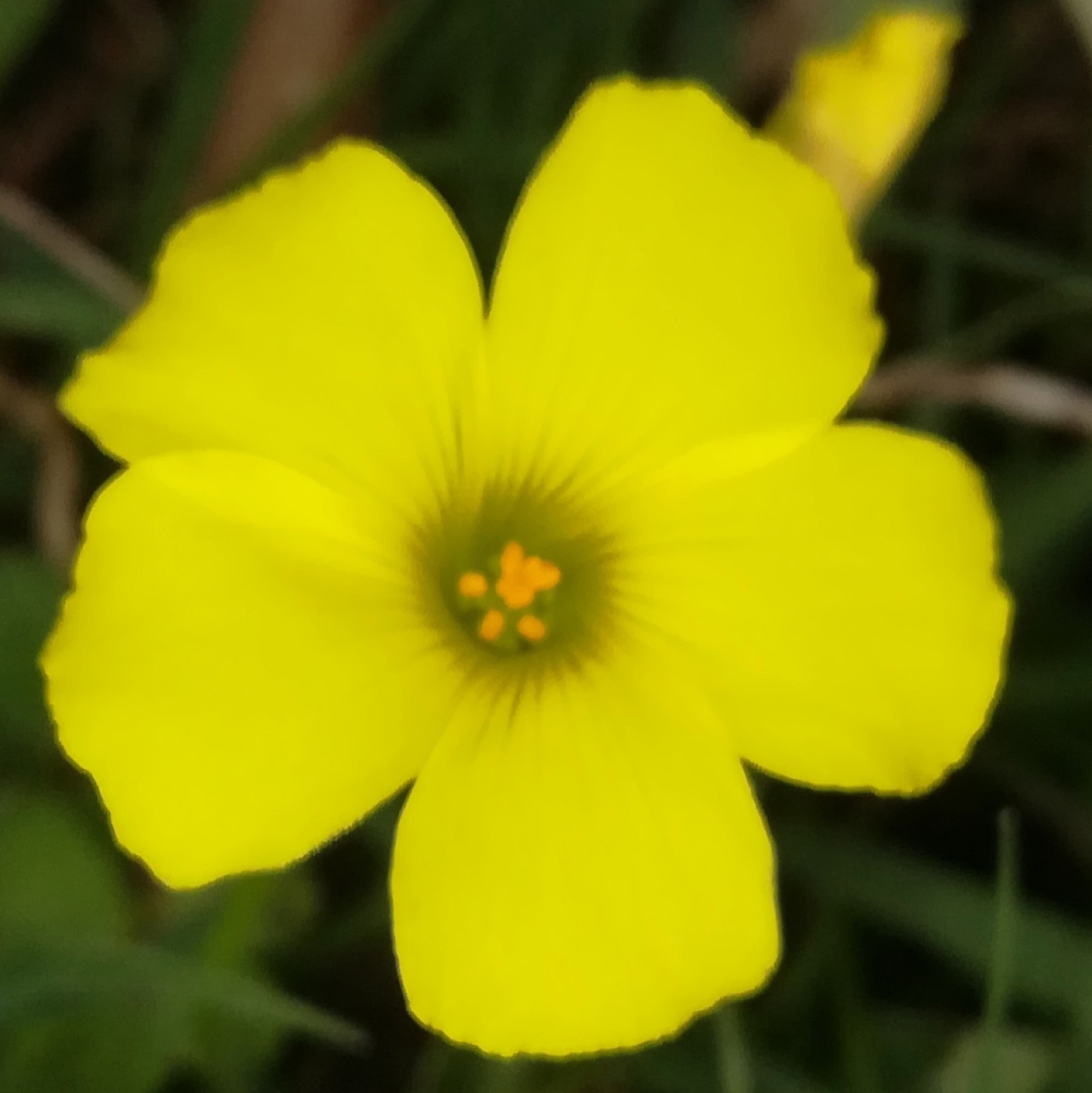 Bermuda Buttercup — photo 7