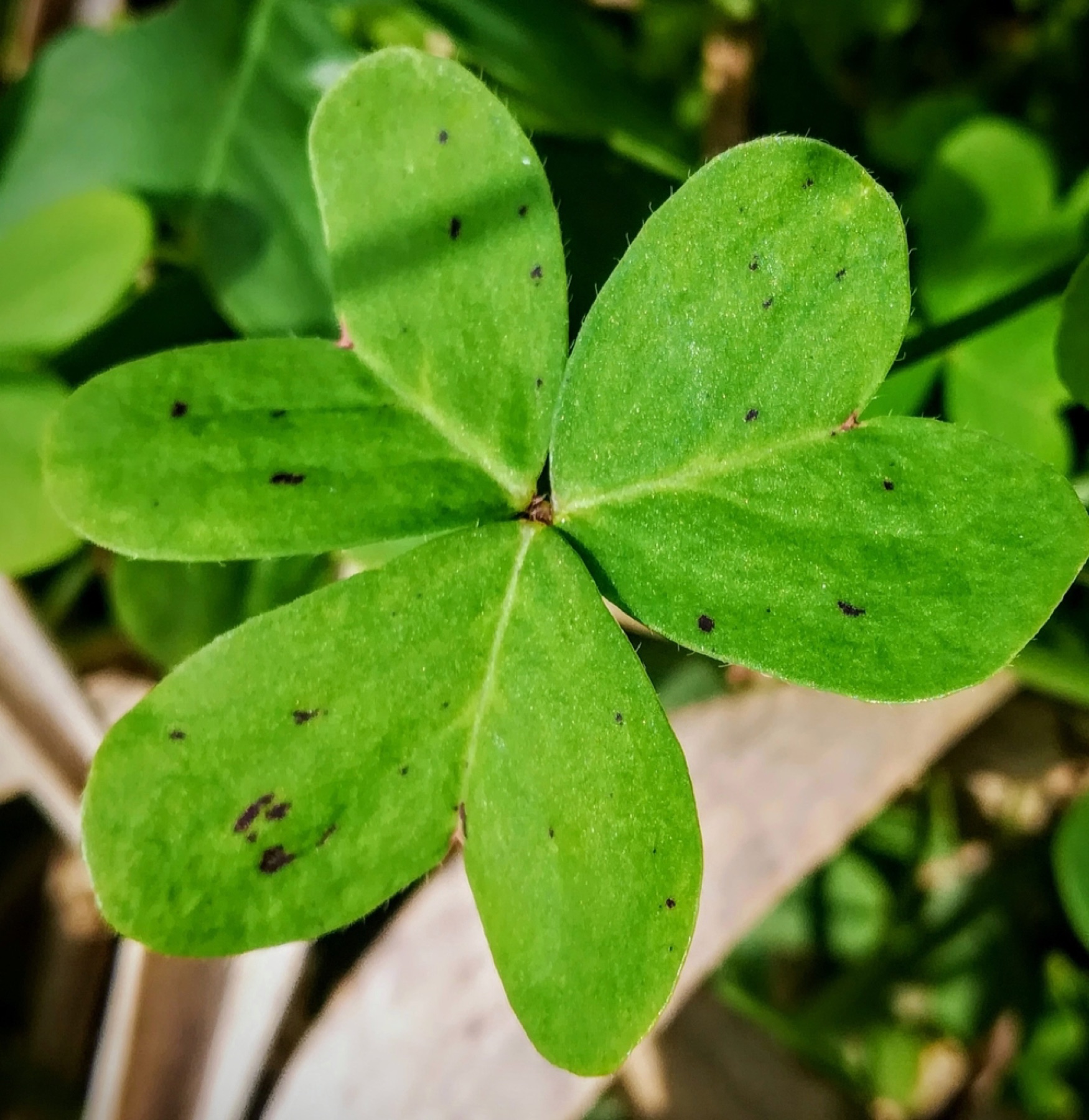 Bermuda Buttercup — photo 8