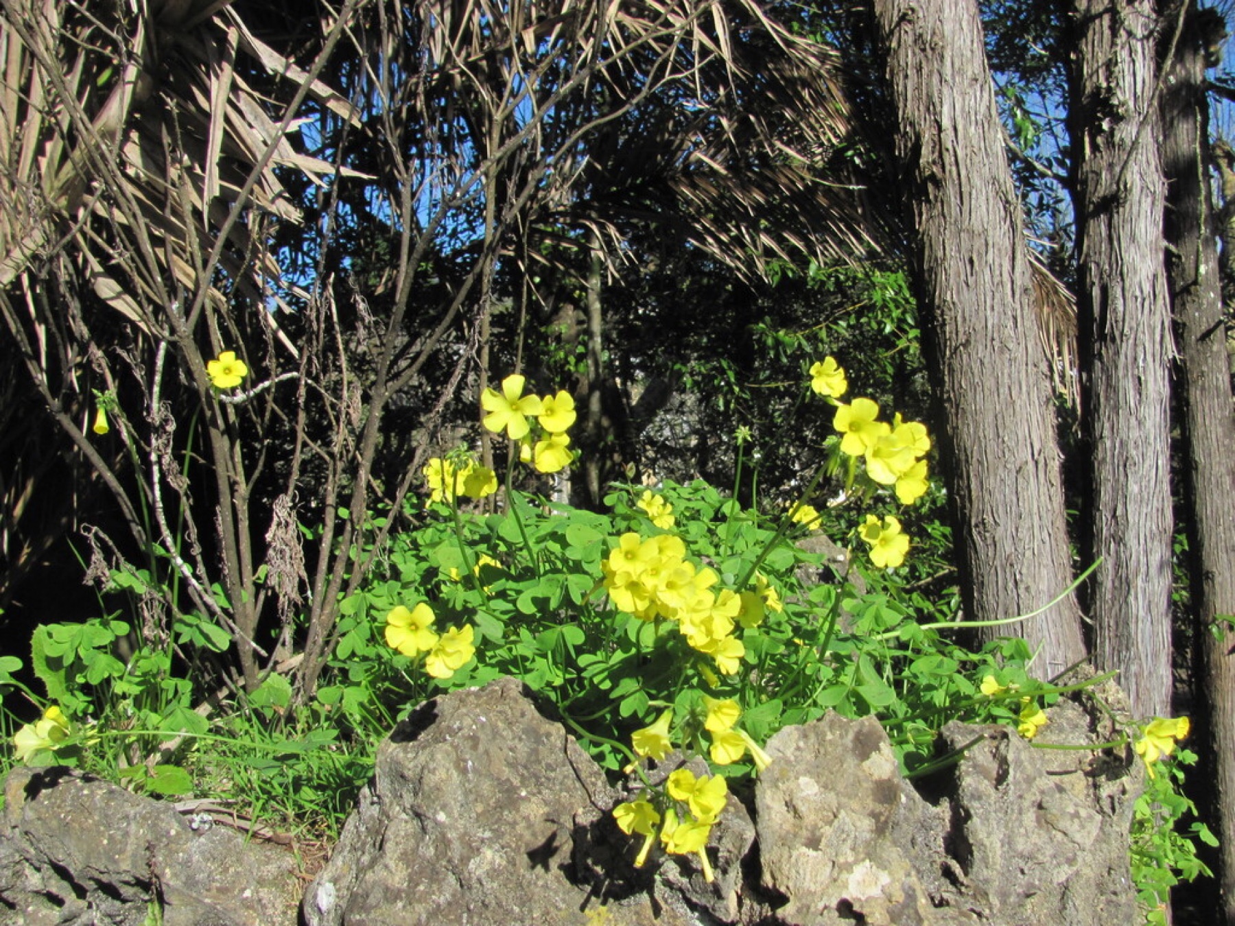 Bermuda Buttercup — photo 10